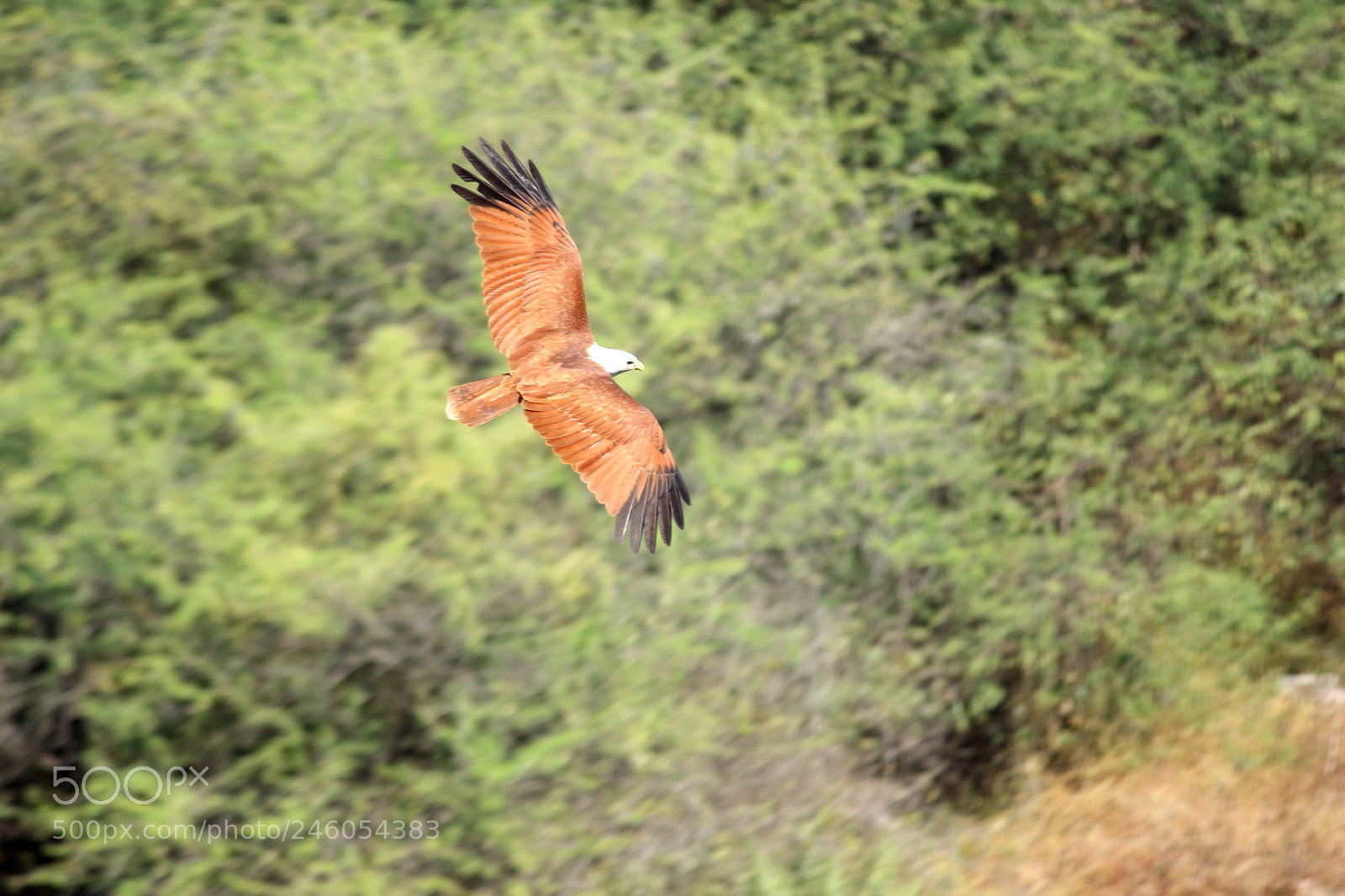 Canon EF-S 55-250mm F4-5.6 IS II sample photo. Skid photography