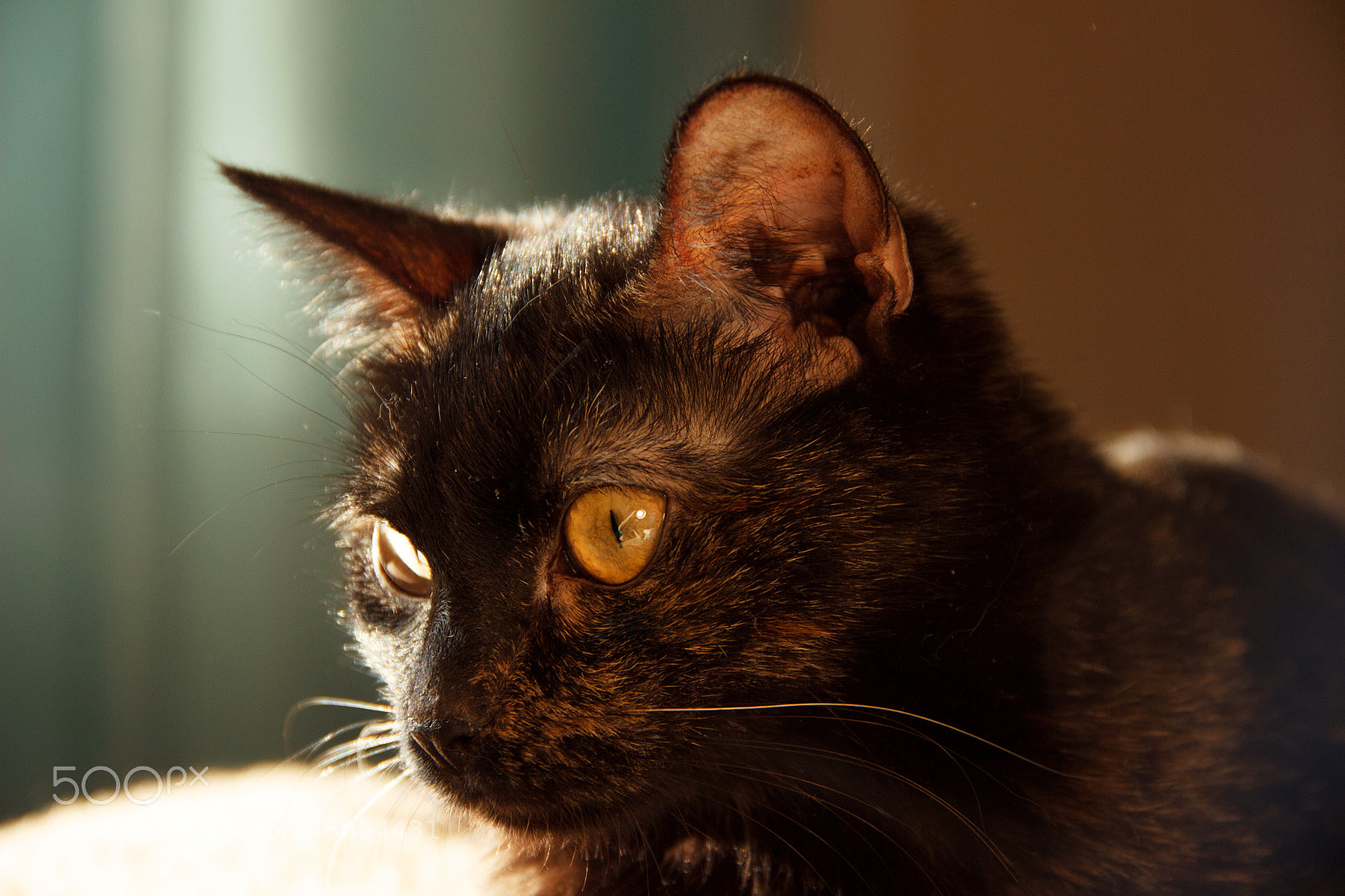 Canon EOS 600D (Rebel EOS T3i / EOS Kiss X5) sample photo. Eva photography