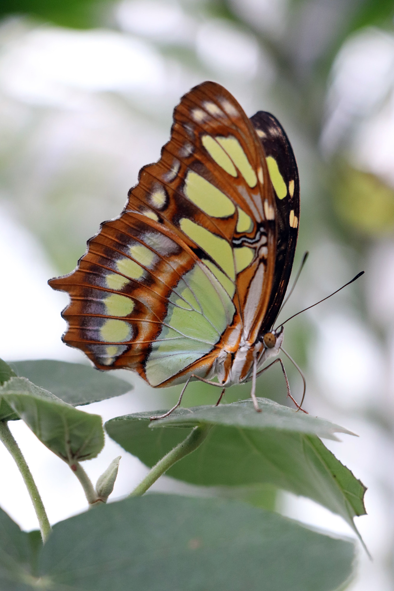 Canon EOS 77D (EOS 9000D / EOS 770D) sample photo. The butterfly effect photography