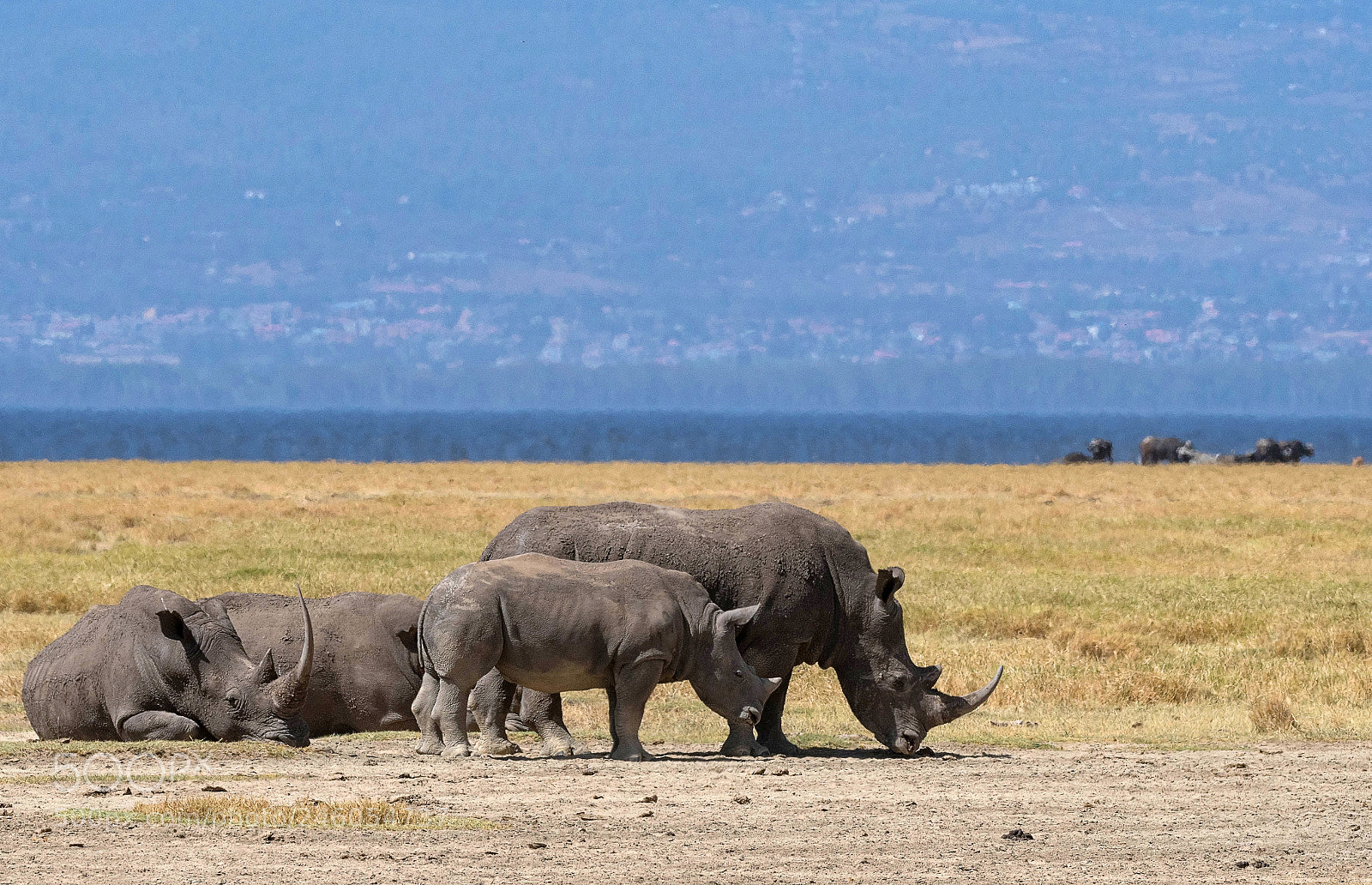 Nikon D500 sample photo. White rhino family photography