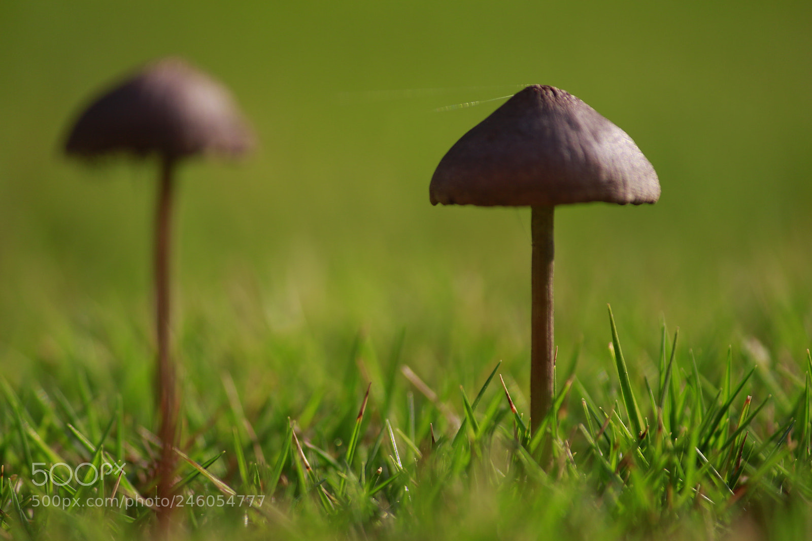 Canon EF-S 55-250mm F4-5.6 IS II sample photo. Mini mushroom photography