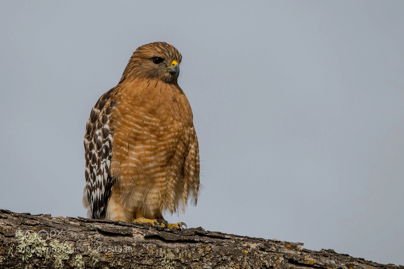 Nikon D850 sample photo. Red shouldered hawk photography