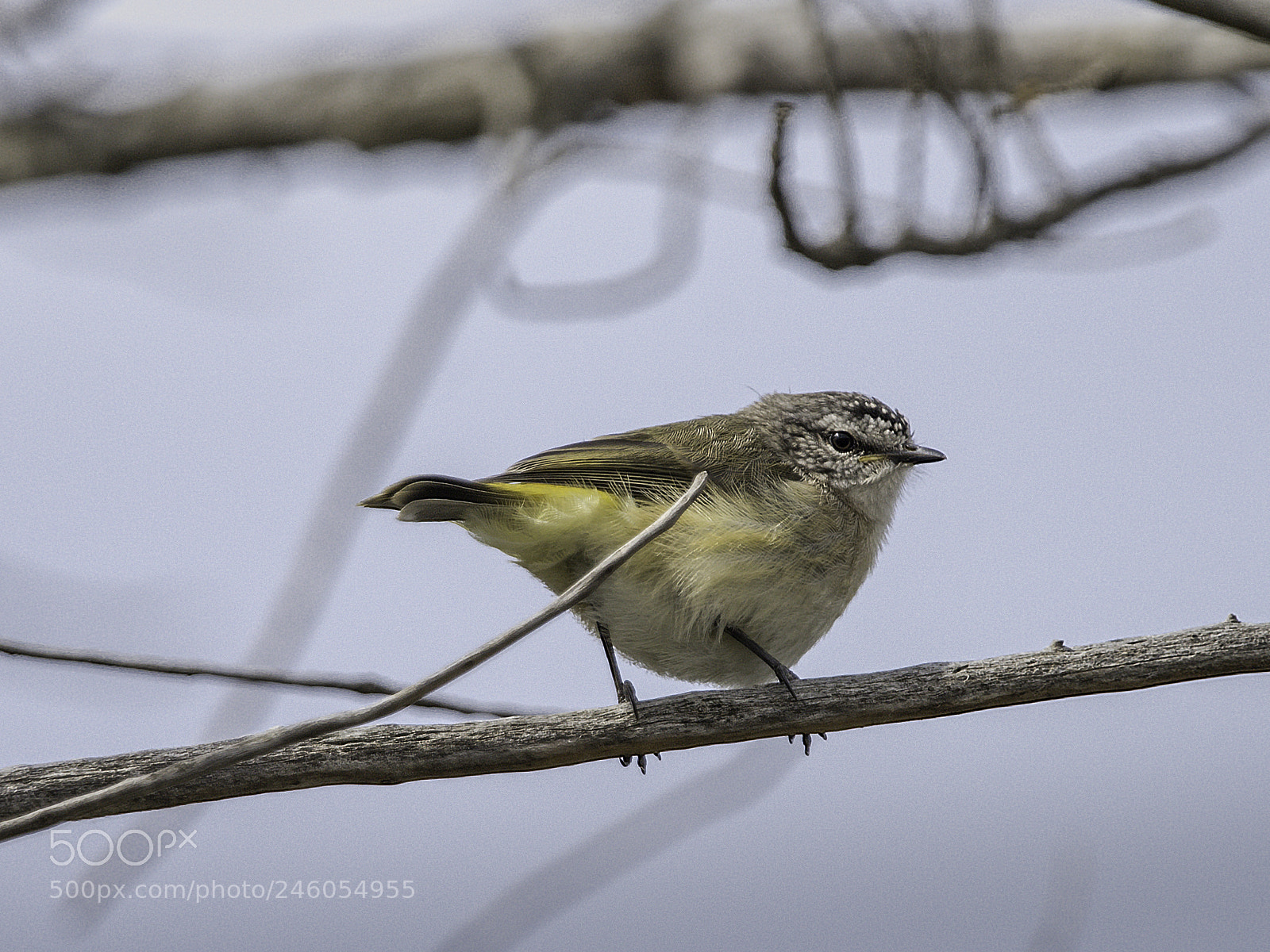 Nikon D810 sample photo. "yellow-rumped thornbill" photography