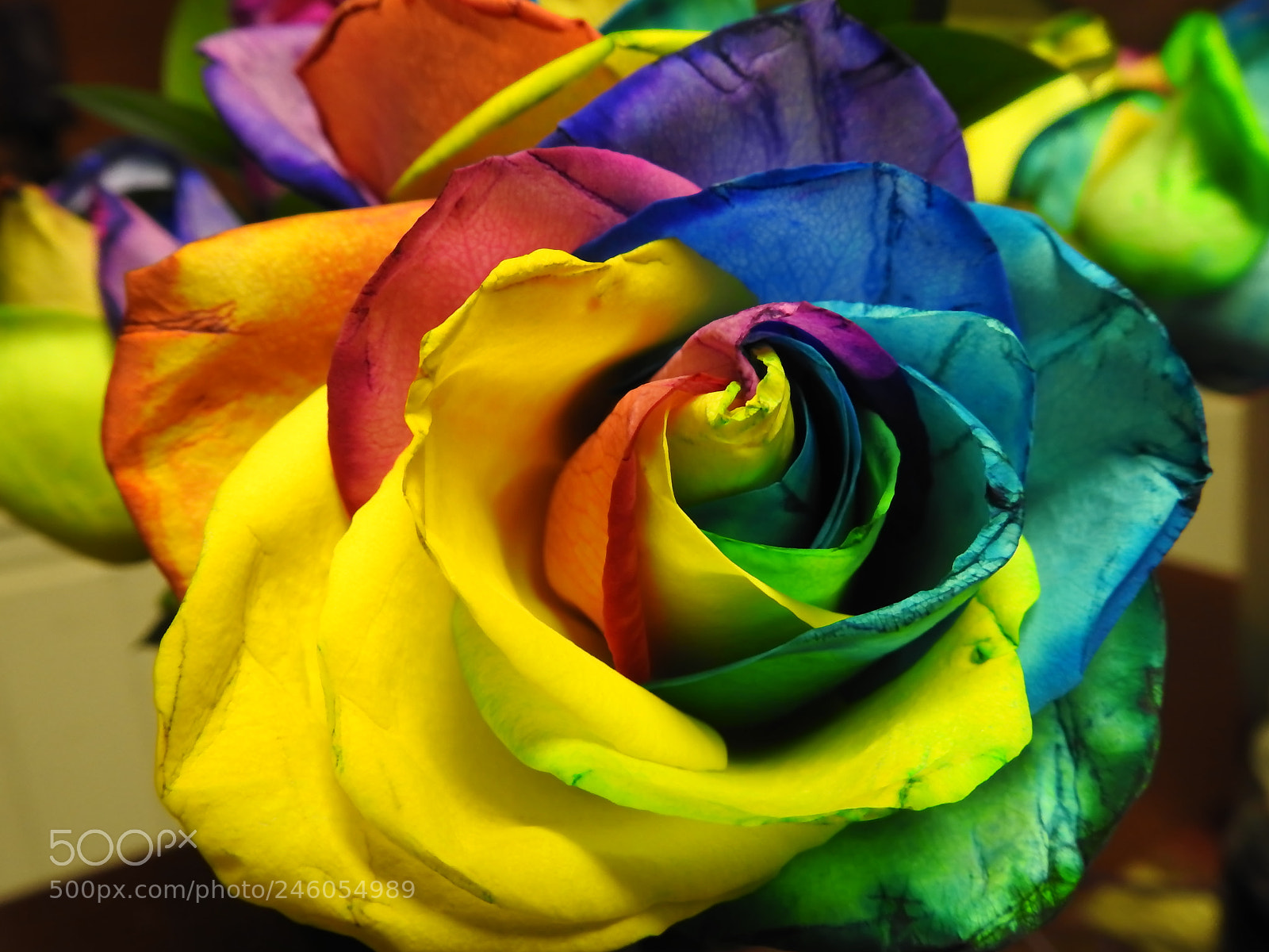 Nikon Coolpix P900 sample photo. Multi colored rose photography