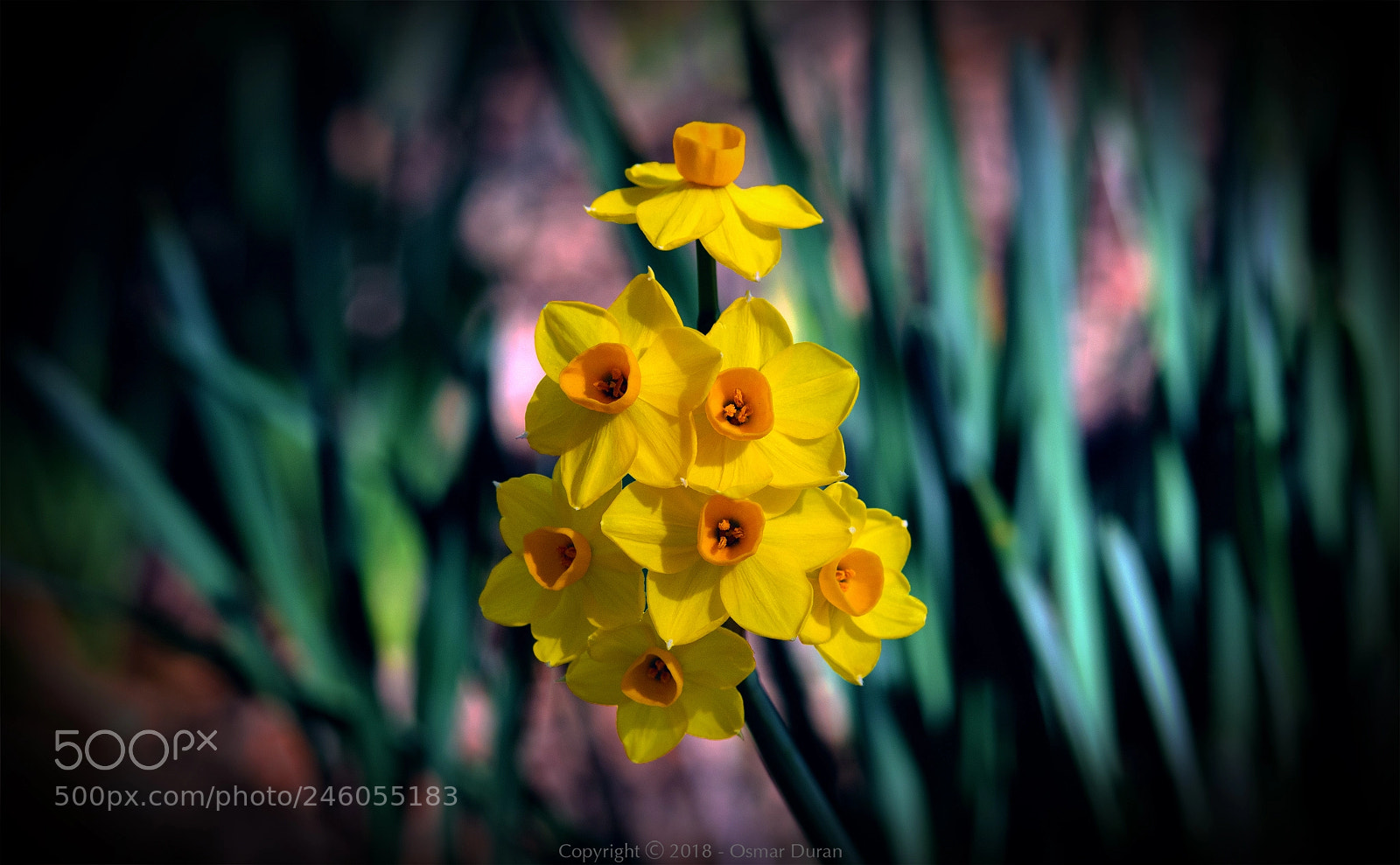 Nikon D300 sample photo. Grand soleil d'or photography