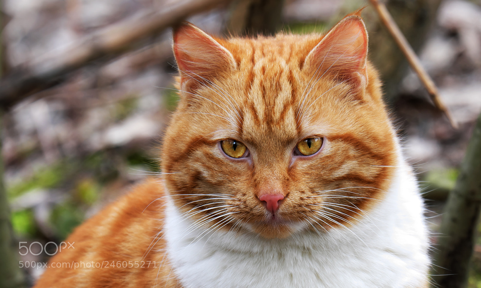 Fujifilm X-T20 sample photo. Cool cat photography