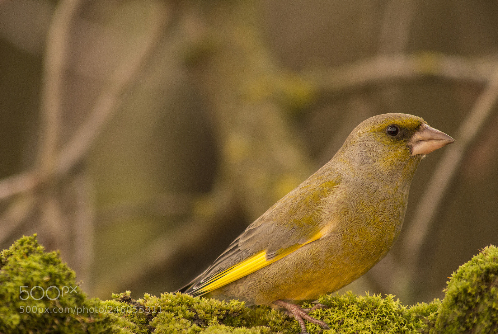 Canon EOS 700D (EOS Rebel T5i / EOS Kiss X7i) sample photo. Greenfinch... photography
