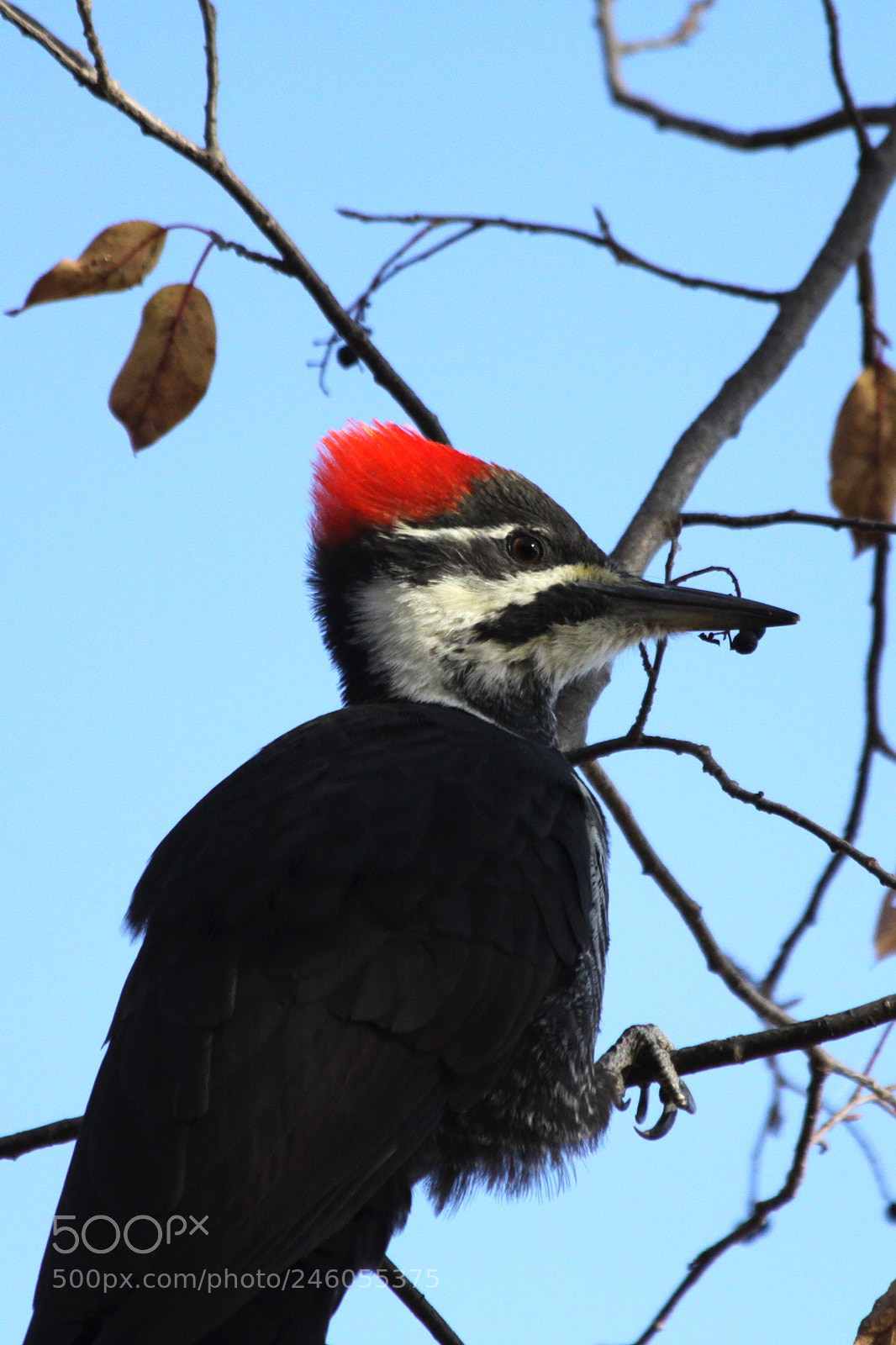 Canon EOS 50D sample photo. Female pileated woodpecker photography
