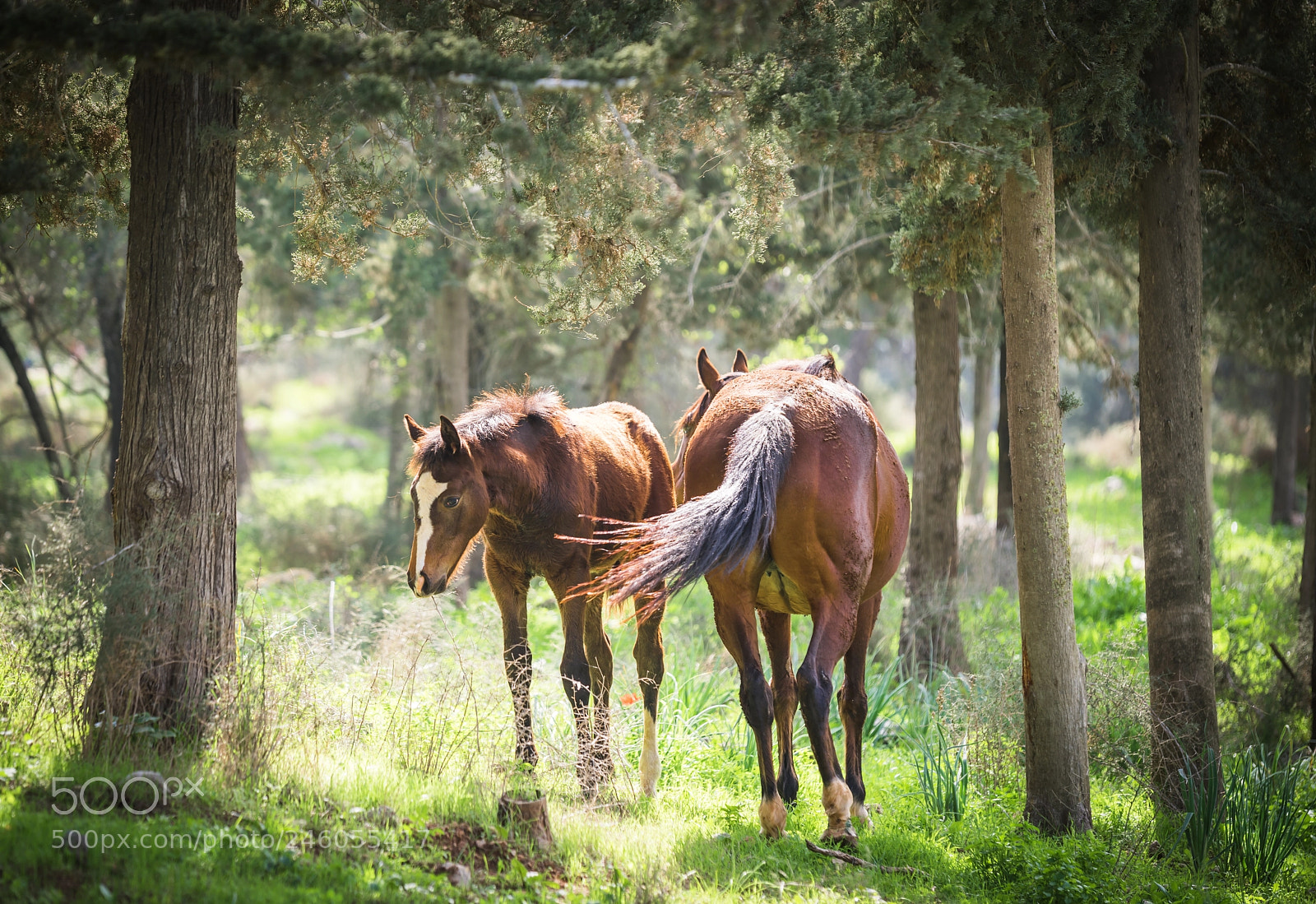 Nikon D810 sample photo. Wild horses photography