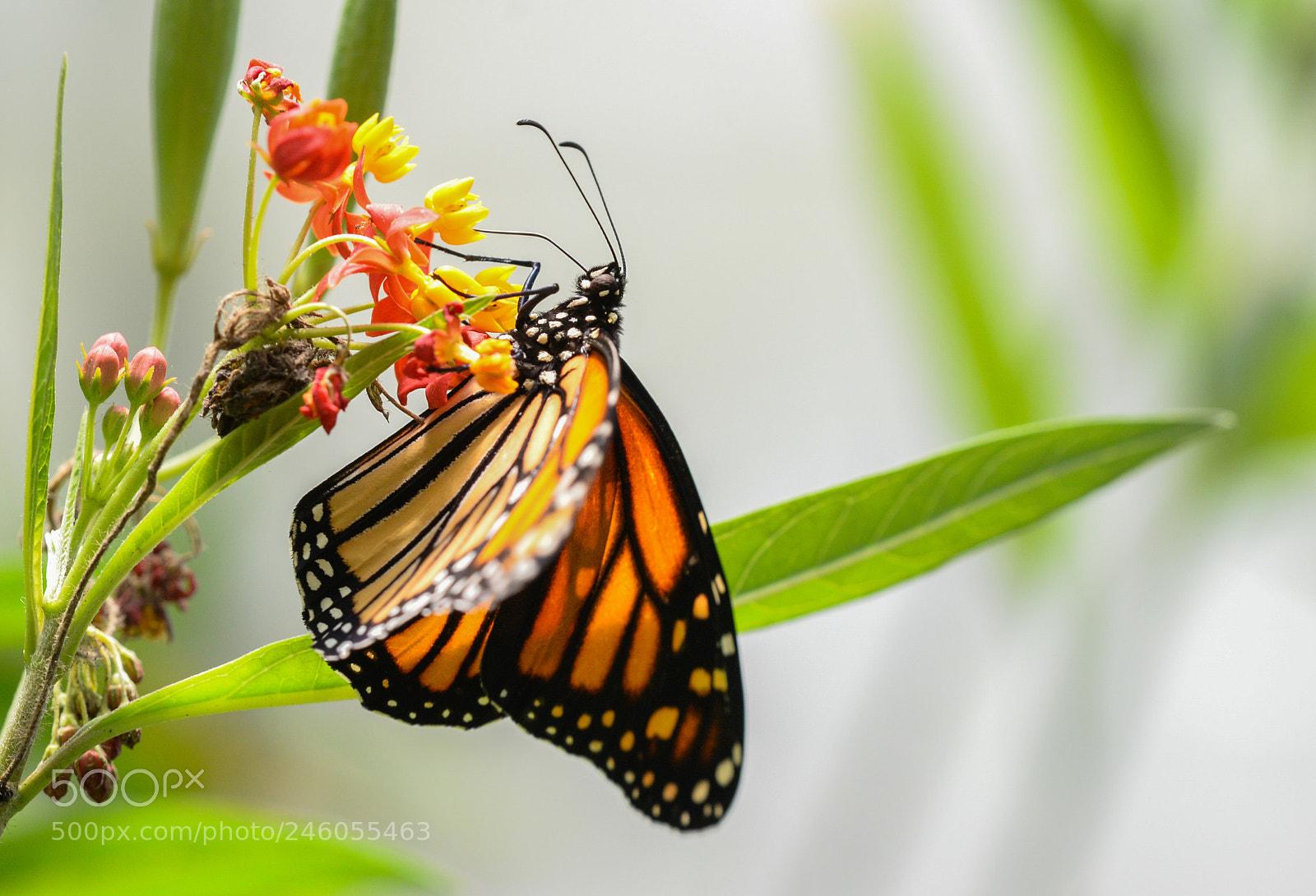 Nikon D610 sample photo. Monarch butterfly photography