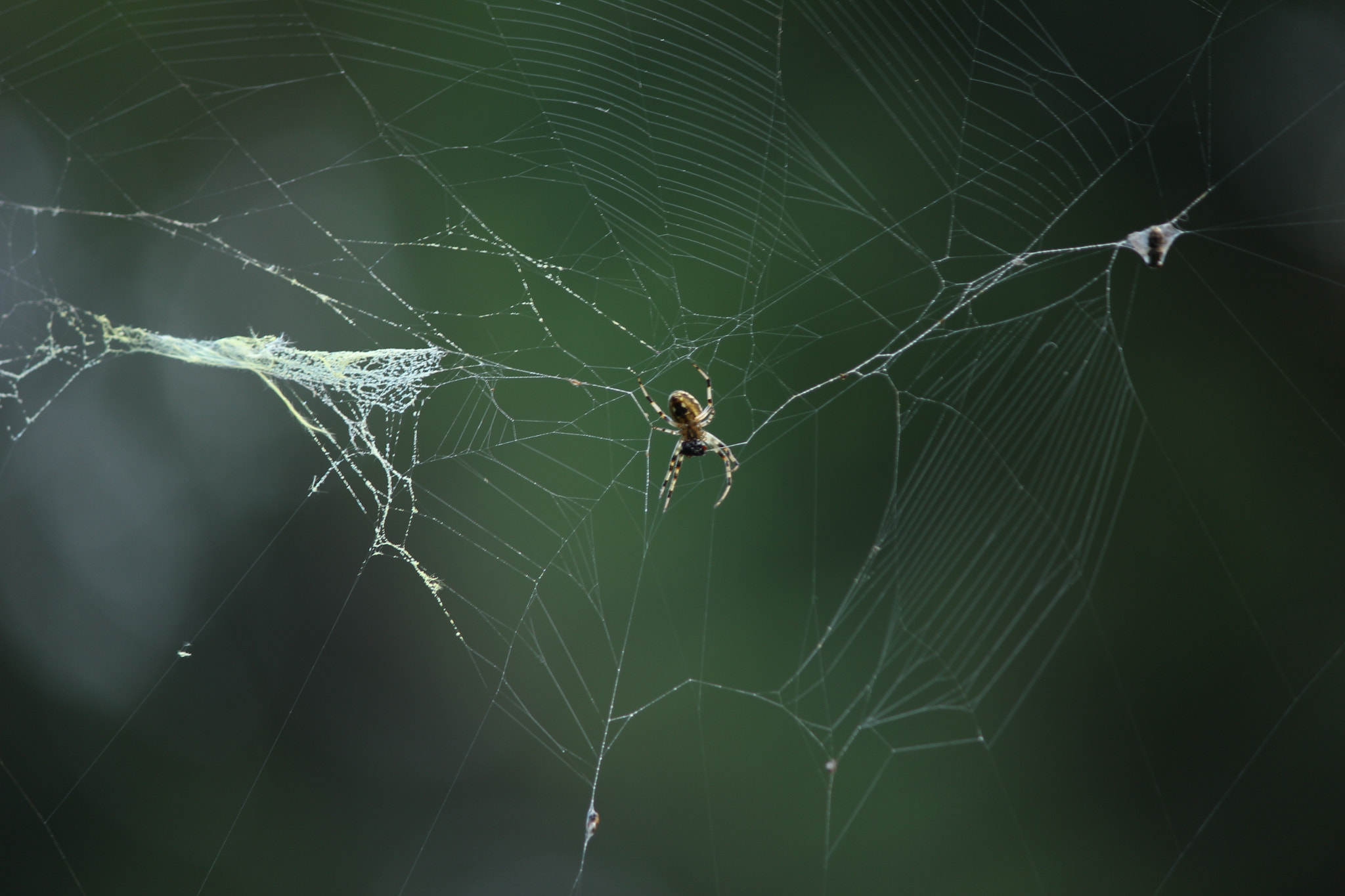 Canon EOS 550D (EOS Rebel T2i / EOS Kiss X4) sample photo. Spider..never giveup.. inspiration photography