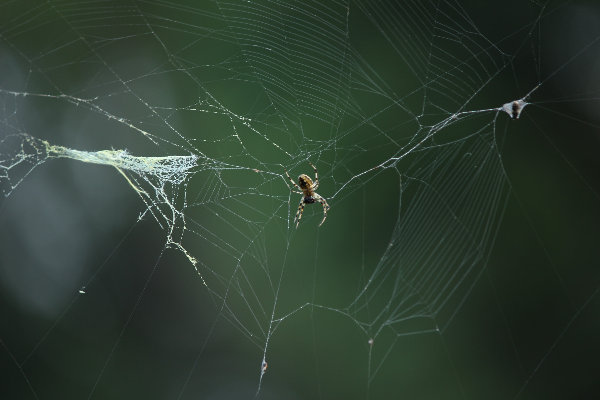 Canon EF-S 55-250mm F4-5.6 IS II sample photo. Spider..never giveup.. inspiration photography