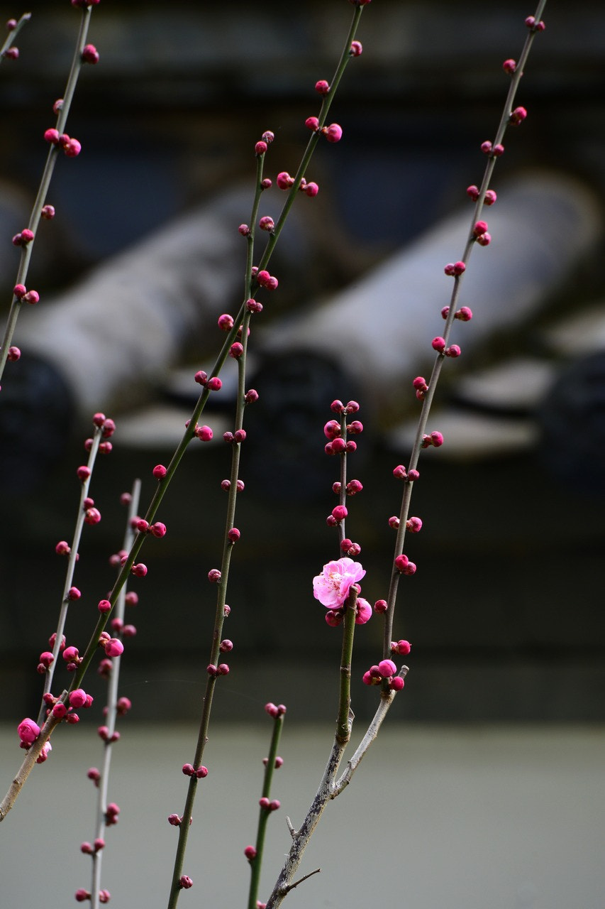 Nikon D800 sample photo