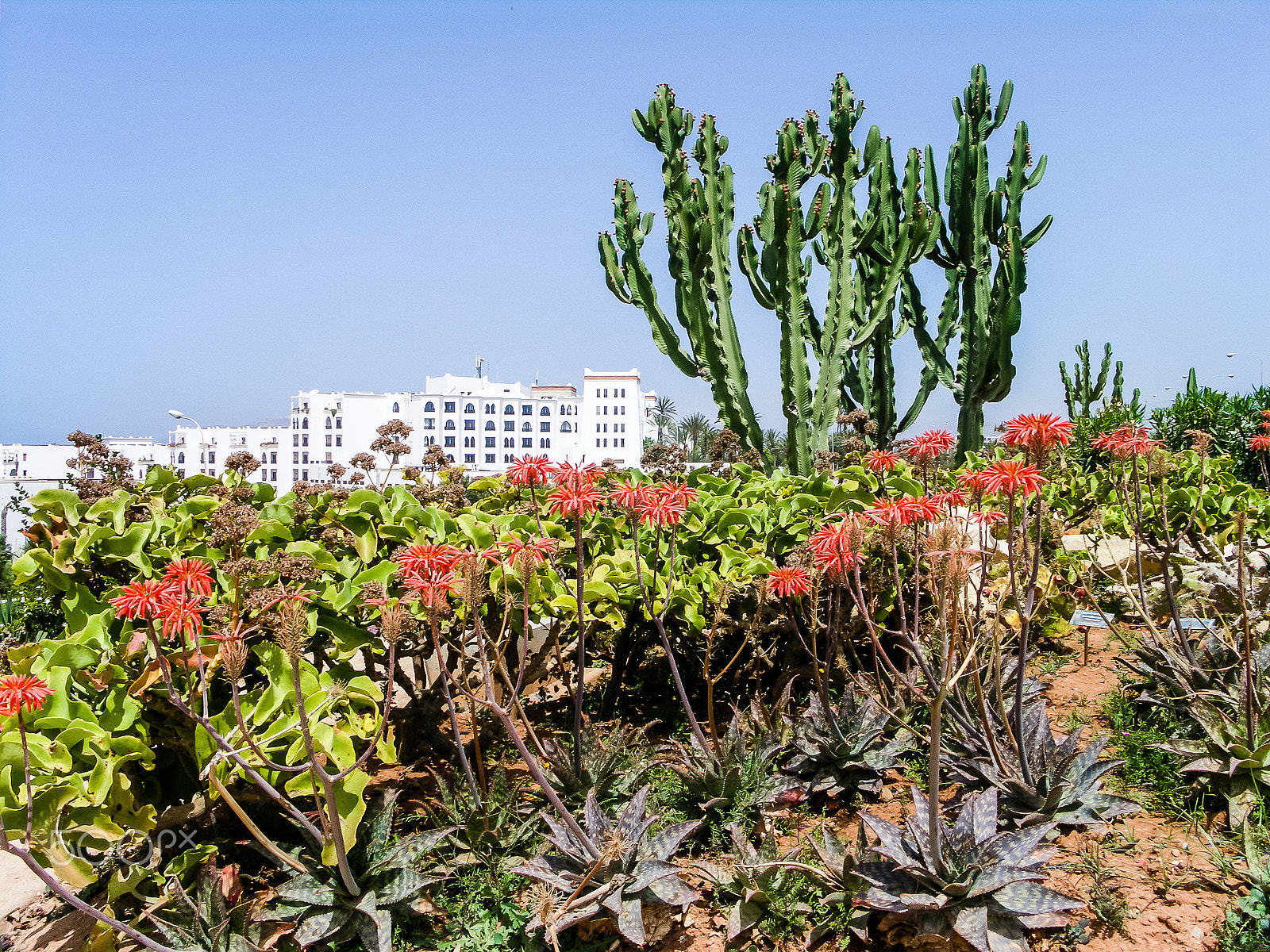 KONICA MINOLTA DiMAGE A200 sample photo. High decorative cactus among tropical flowers photography