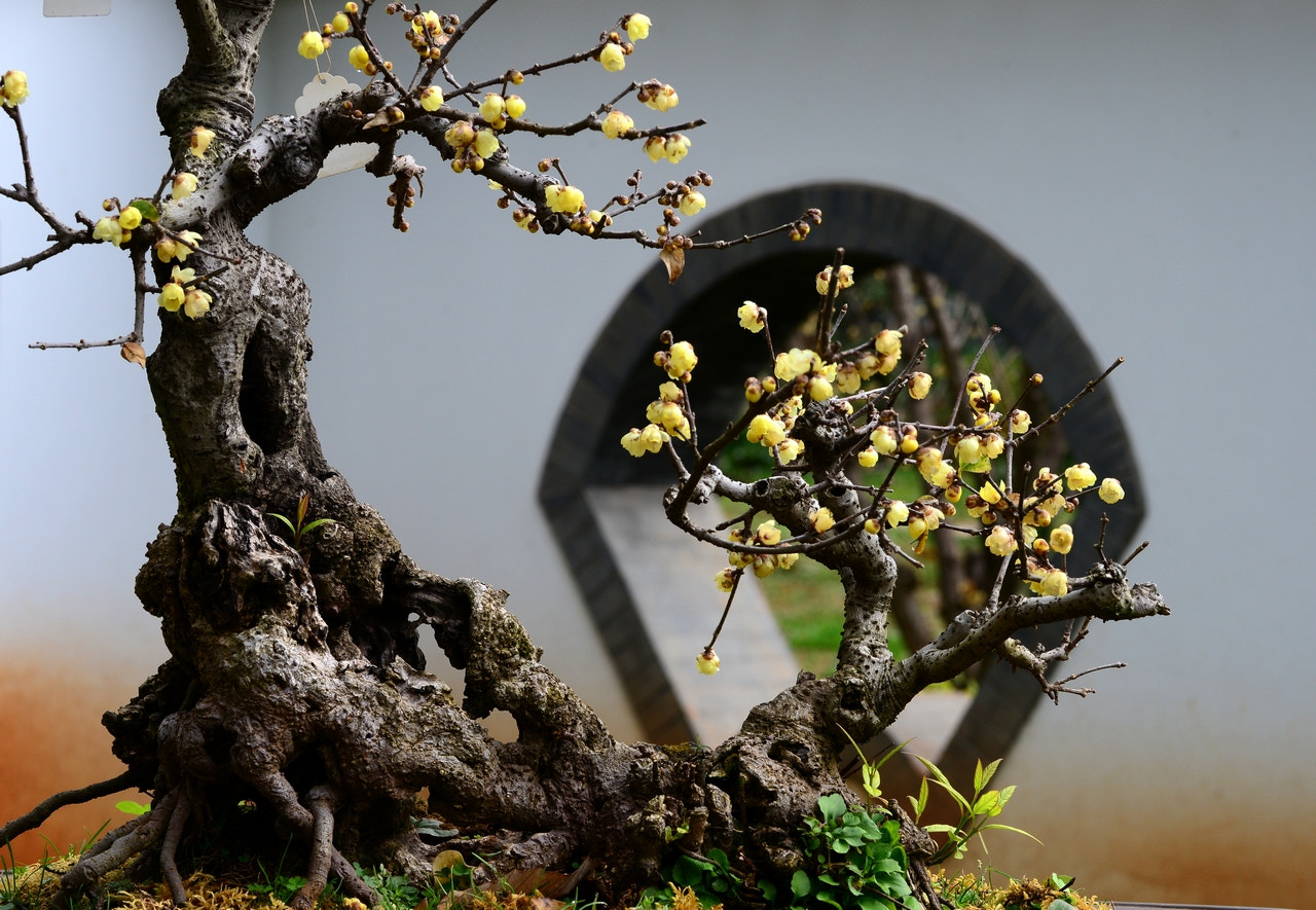 Nikon D800 sample photo