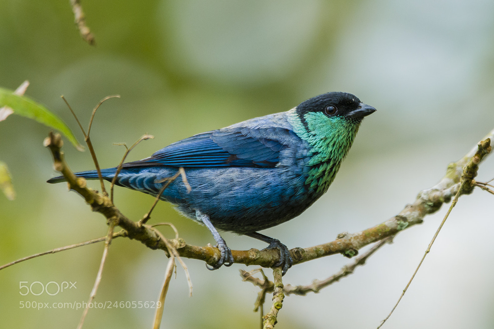 Nikon D7100 sample photo. Black-capped tanager photography