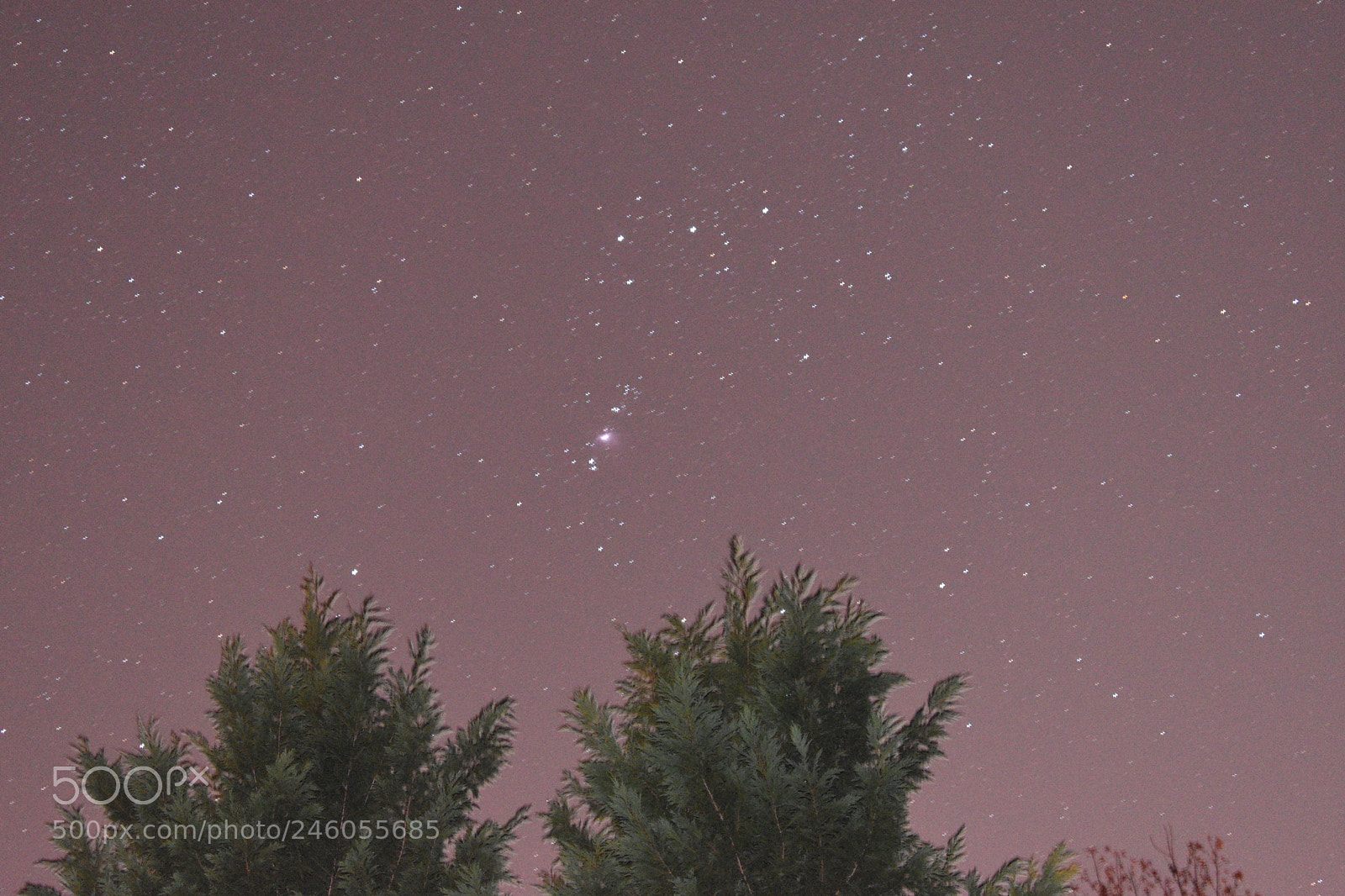 Nikon D5600 sample photo. Starry tree tops photography