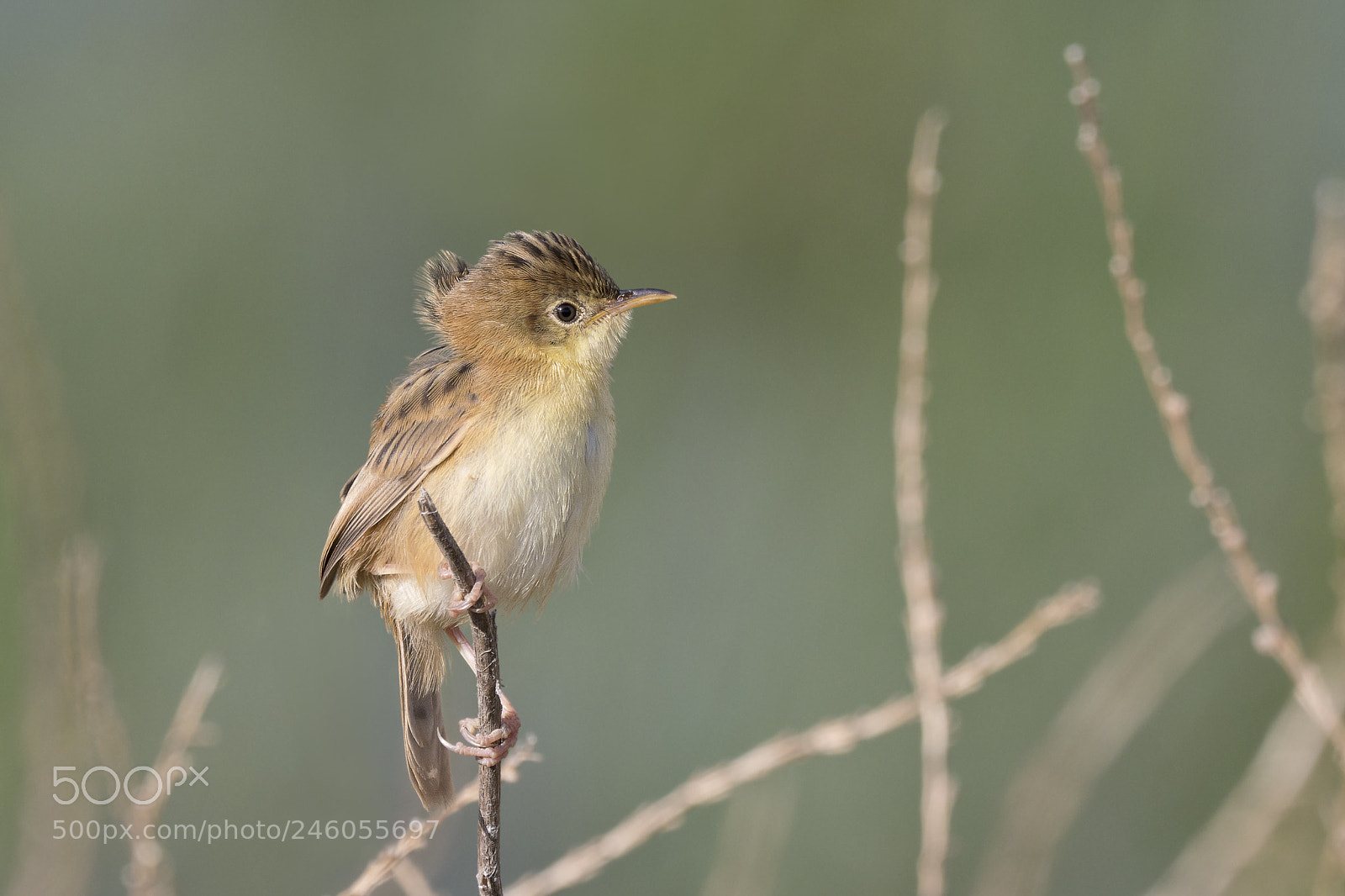 Olympus OM-D E-M1 Mark II sample photo. Windswept cisticola photography