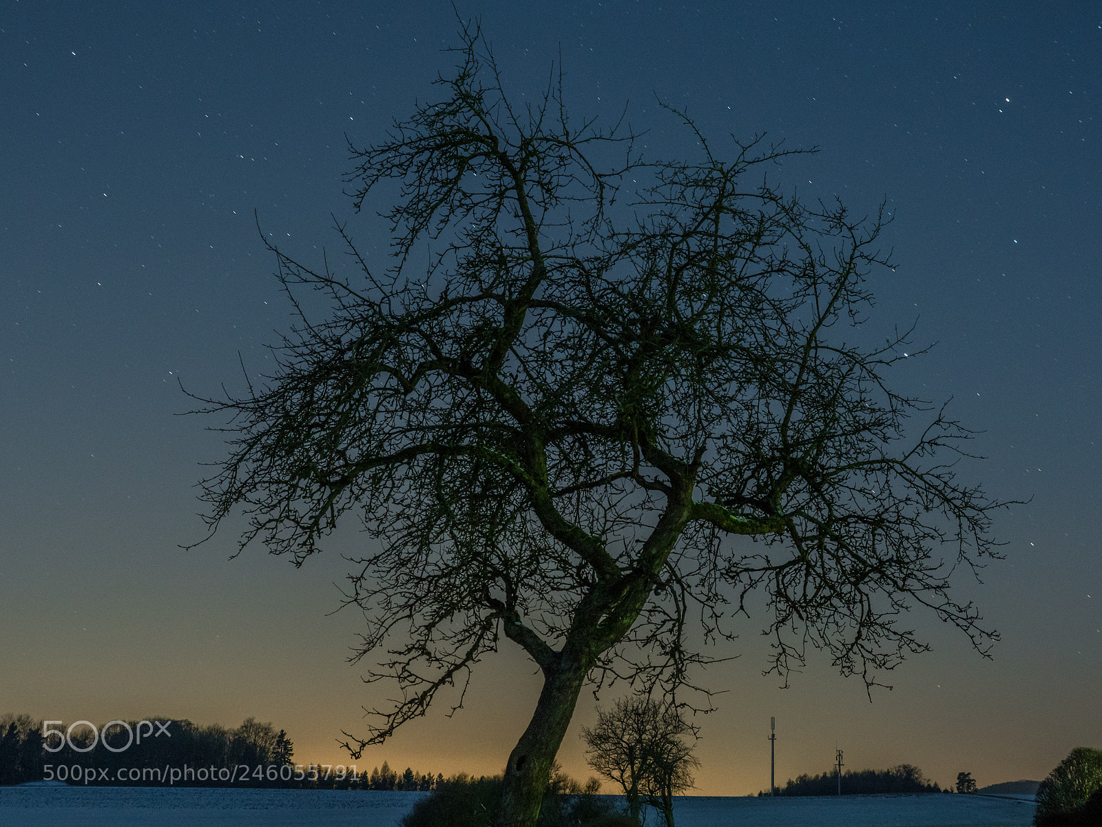 Panasonic Lumix DMC-GX8 sample photo. Tree photography