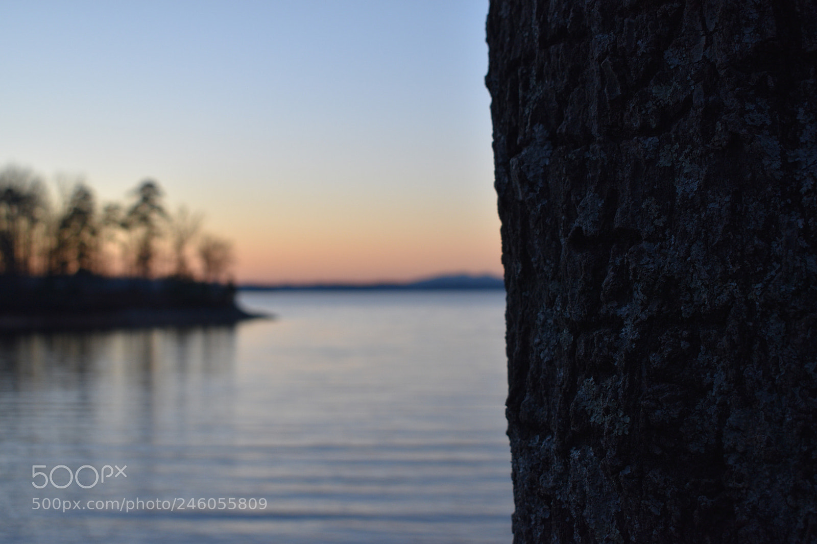 Nikon D5600 sample photo. Tree sunset photography