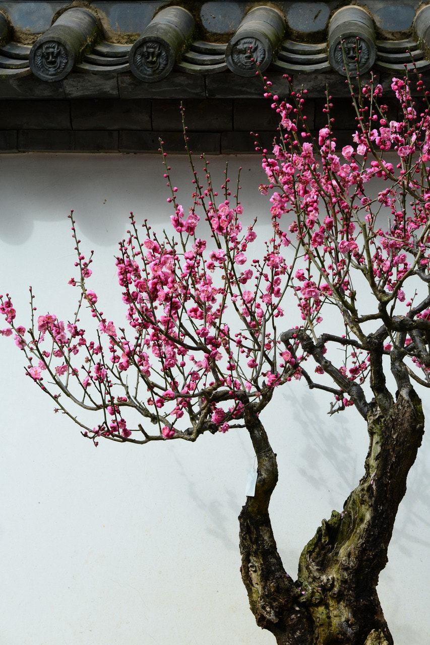 Nikon D800 sample photo