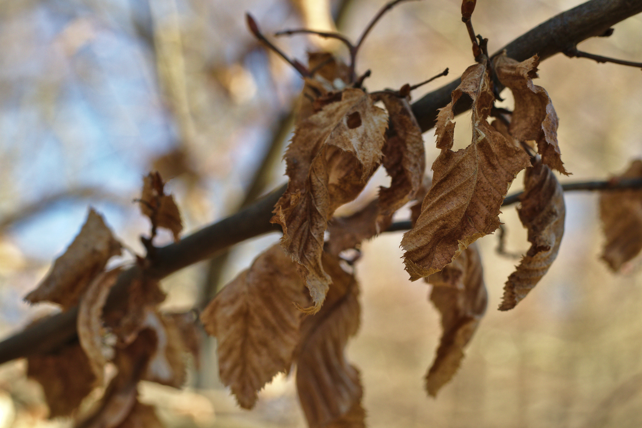 Canon EOS M6 + Canon EF 50mm F1.8 STM sample photo. Autumn photography