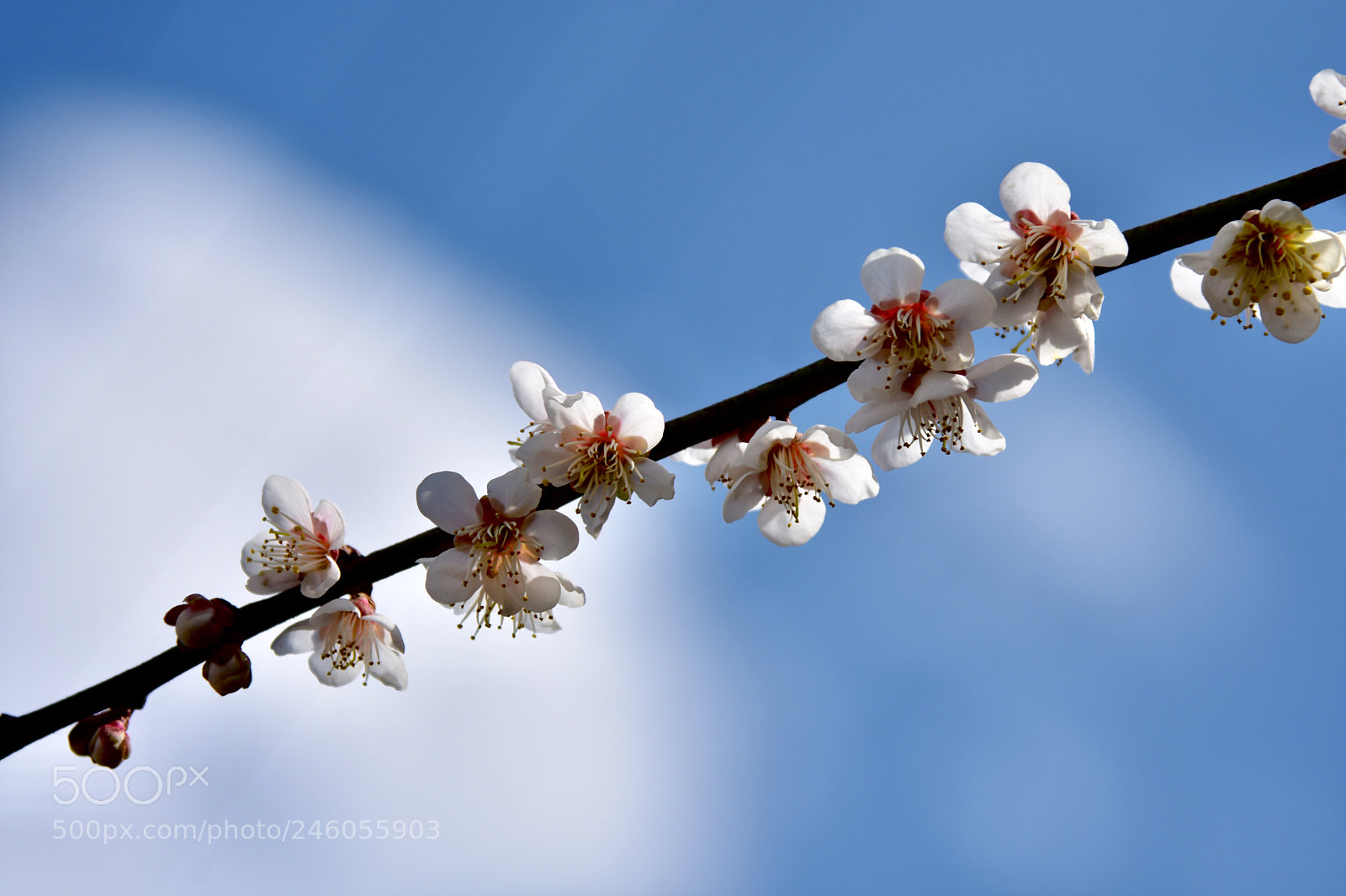 Nikon D7200 sample photo. Plum blossom photography
