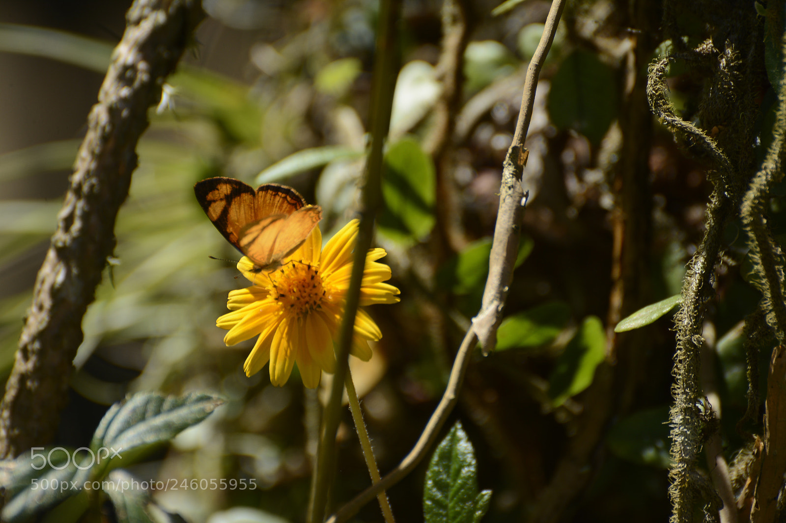 Nikon D7100 sample photo. A doce vida de photography