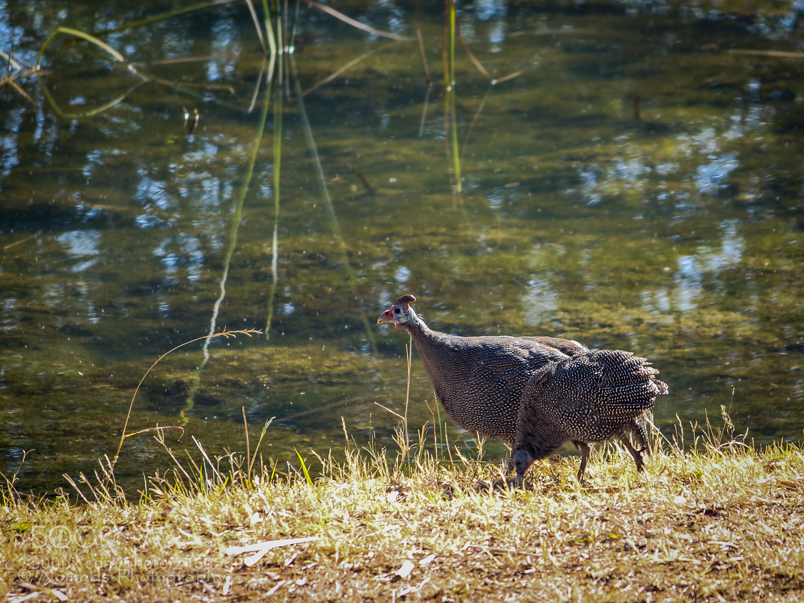 Canon EOS 650D (EOS Rebel T4i / EOS Kiss X6i) sample photo. Forage photography