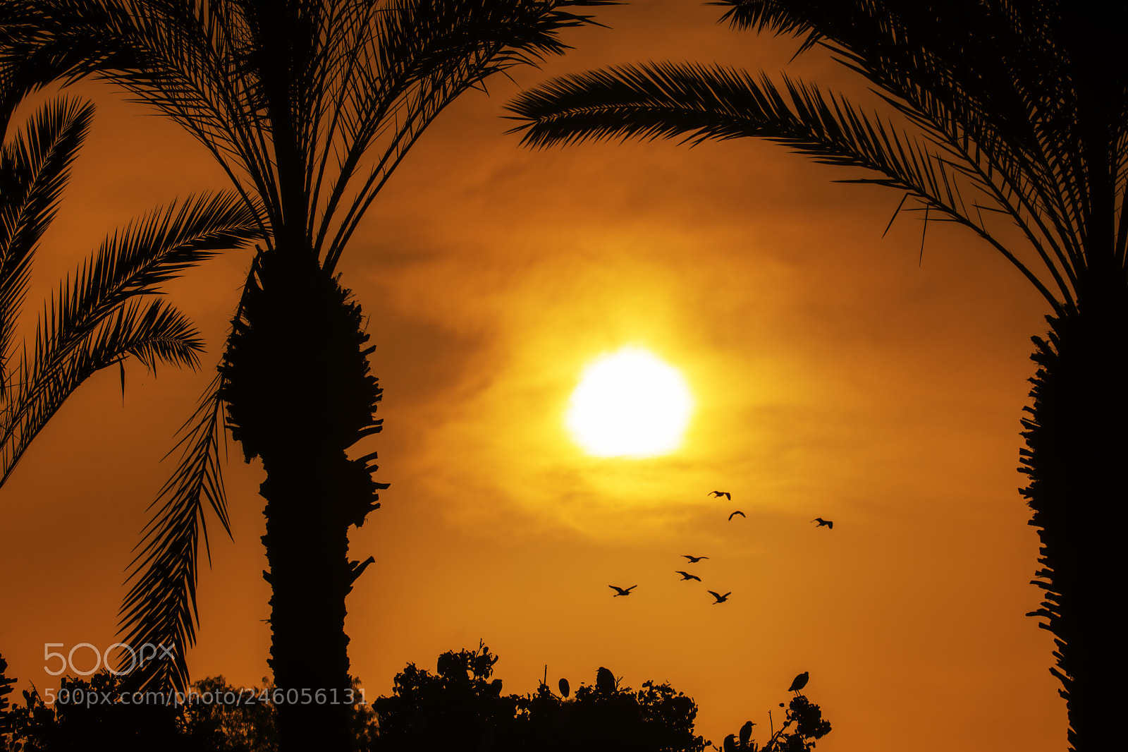 Nikon D7200 sample photo. Evening in the park photography