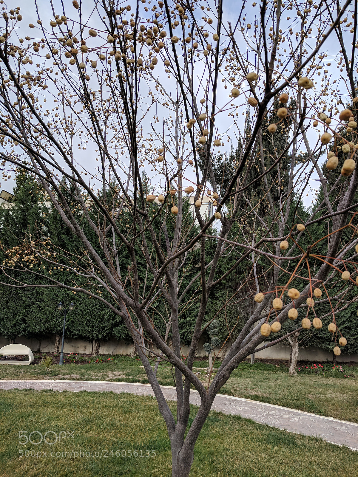 Google Pixel sample photo. A winter day. photography