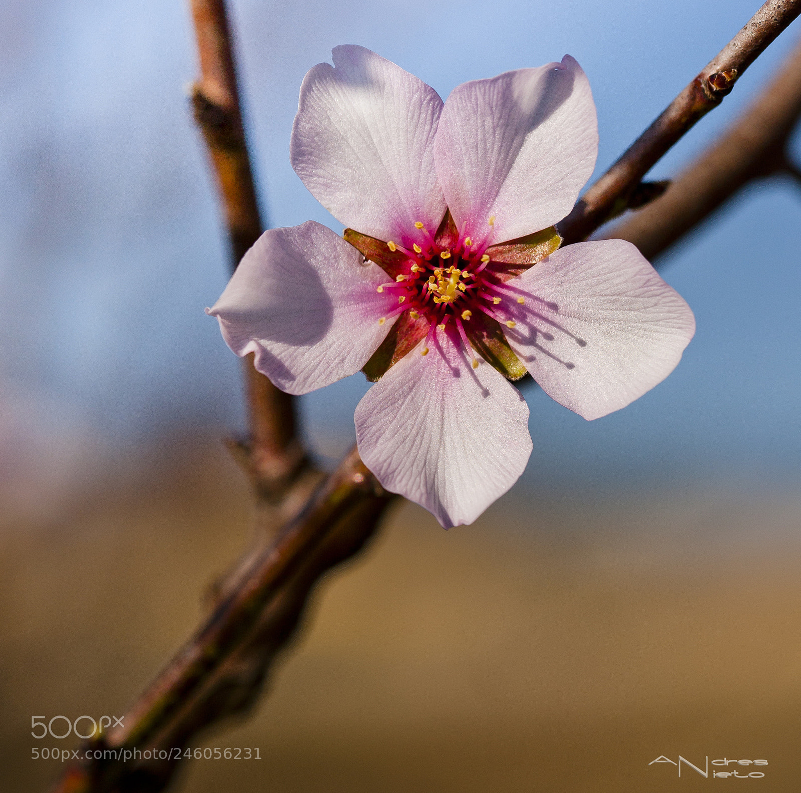 Canon EOS 5D sample photo. Flor de almendro photography