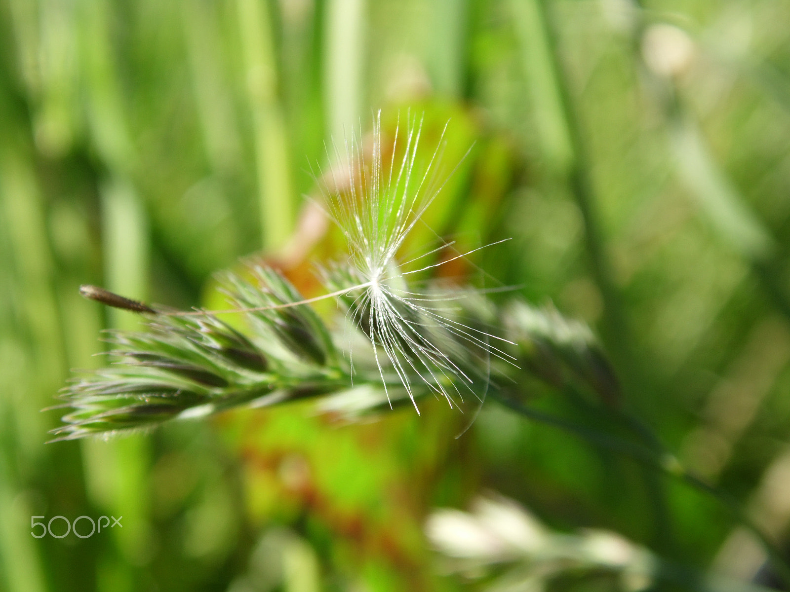 Samsung WB100/  WB101 sample photo. Grass photography