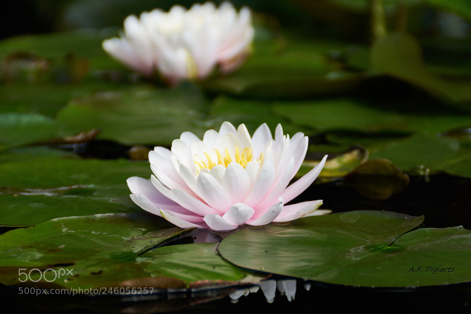 Sony ILCA-77M2 sample photo. Rose photography