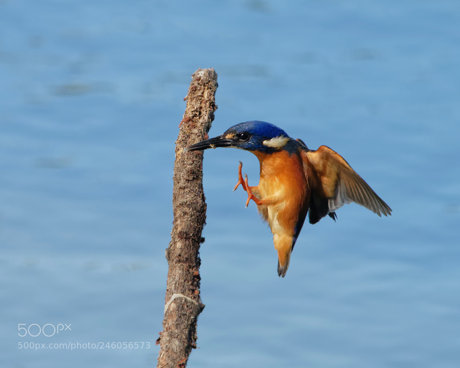 Olympus OM-D E-M1 Mark II sample photo. Azure kingfisher landing photography