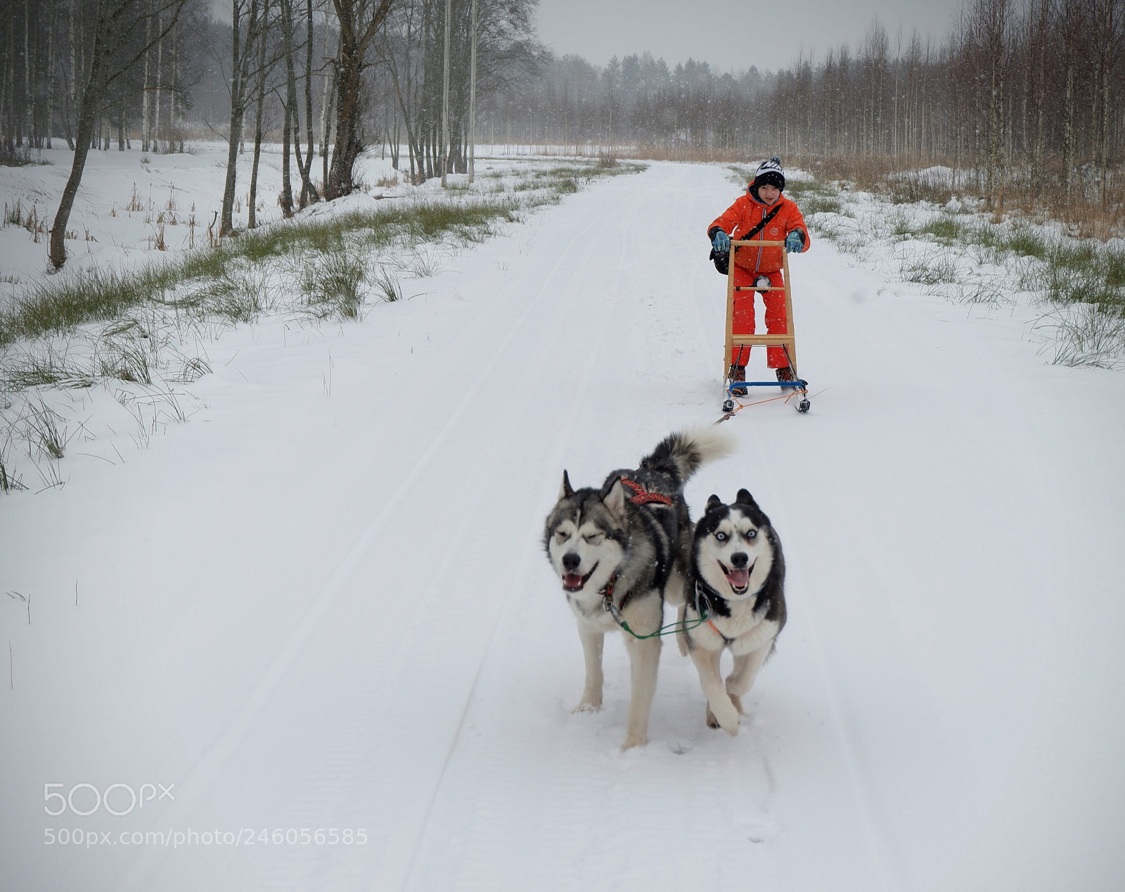Fujifilm X-A3 sample photo. Sleddog photography