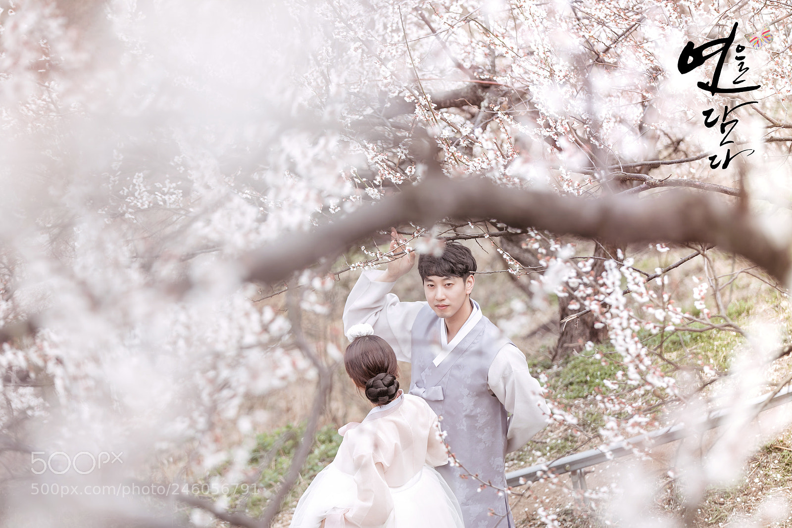 Canon EOS-1D X Mark II sample photo. 광양 매화마을 웨딩 화보 plum blossom photography