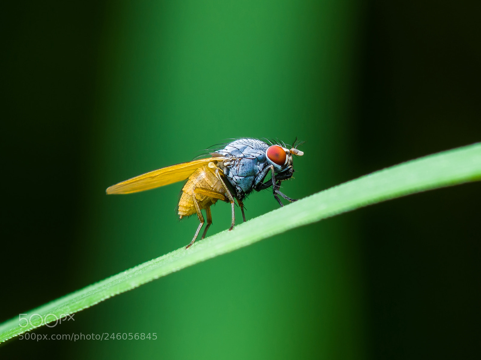 Pentax K-30 sample photo. Drosophila fruit fly diptera photography