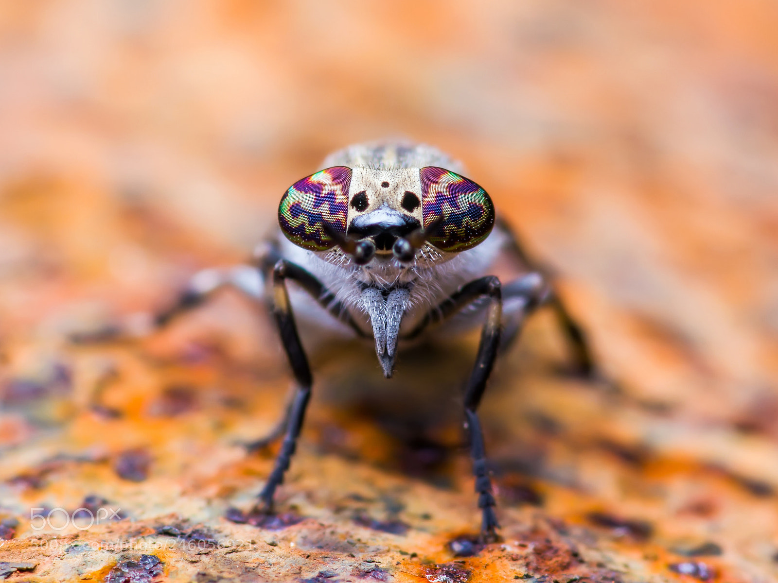 Pentax K-30 sample photo. Horsefly diptera insect macro photography