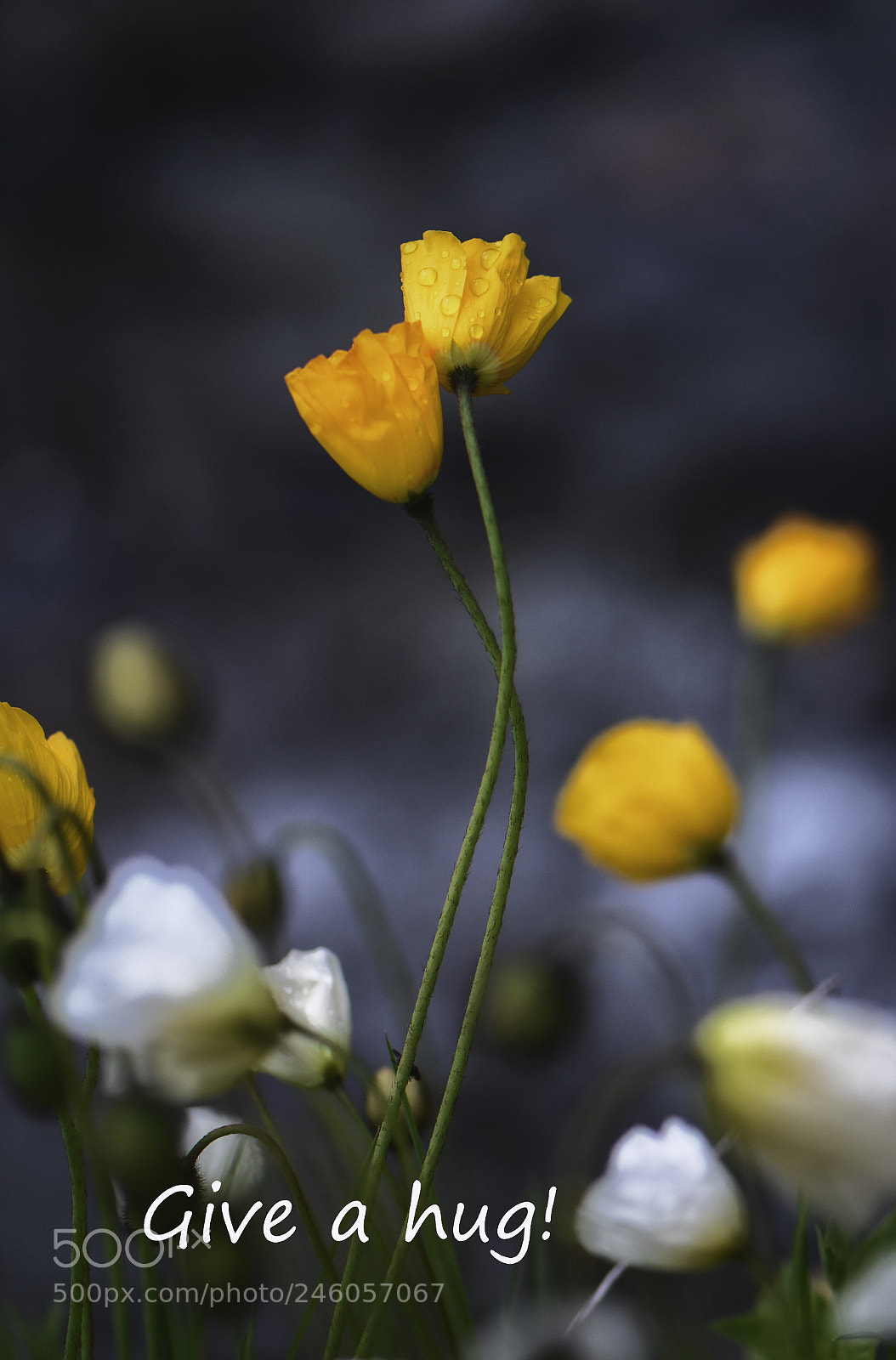 Nikon D7200 sample photo. Give a hug! photography