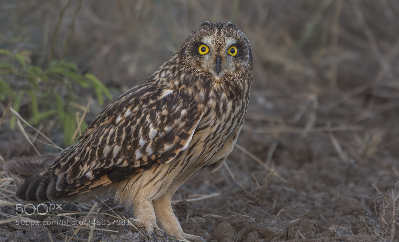 Nikon D7100 sample photo. Short eared owl photography