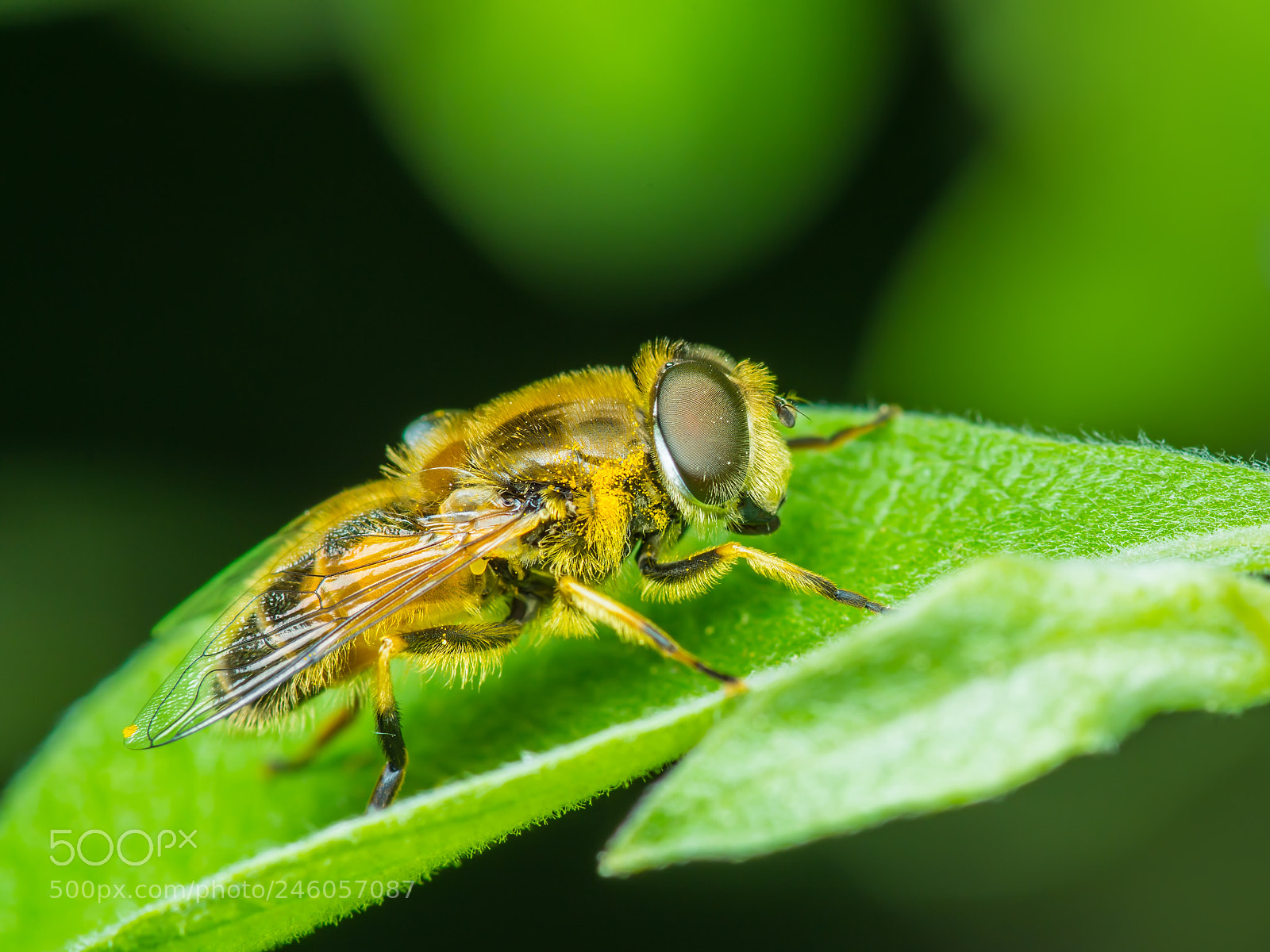 Pentax K-30 sample photo. Hoverfly insect macro photography