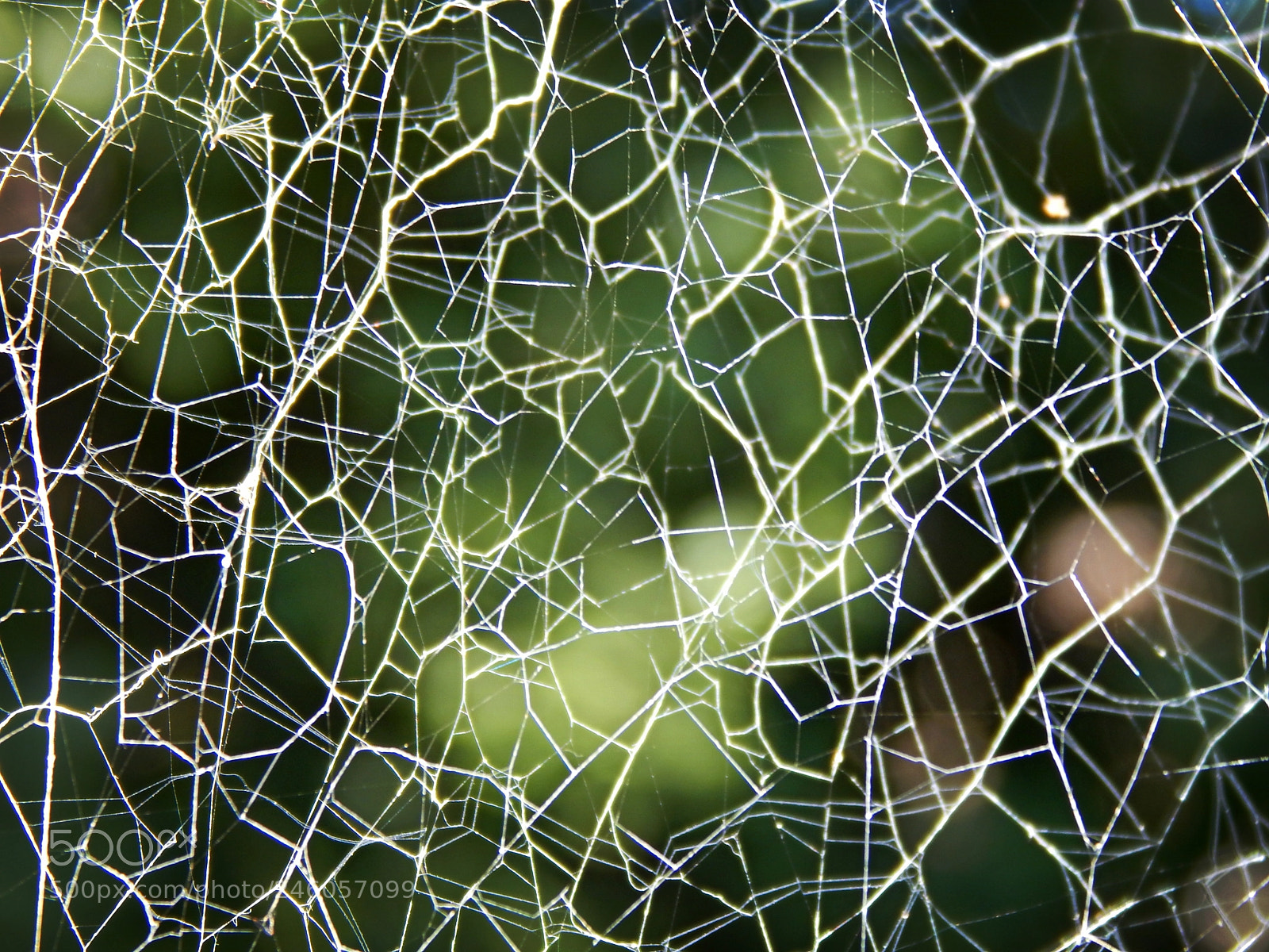 Nikon Coolpix L830 sample photo. Spider web photography