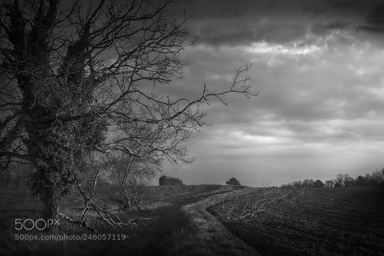Sony ILCA-77M2 sample photo. Tree in landscape photography