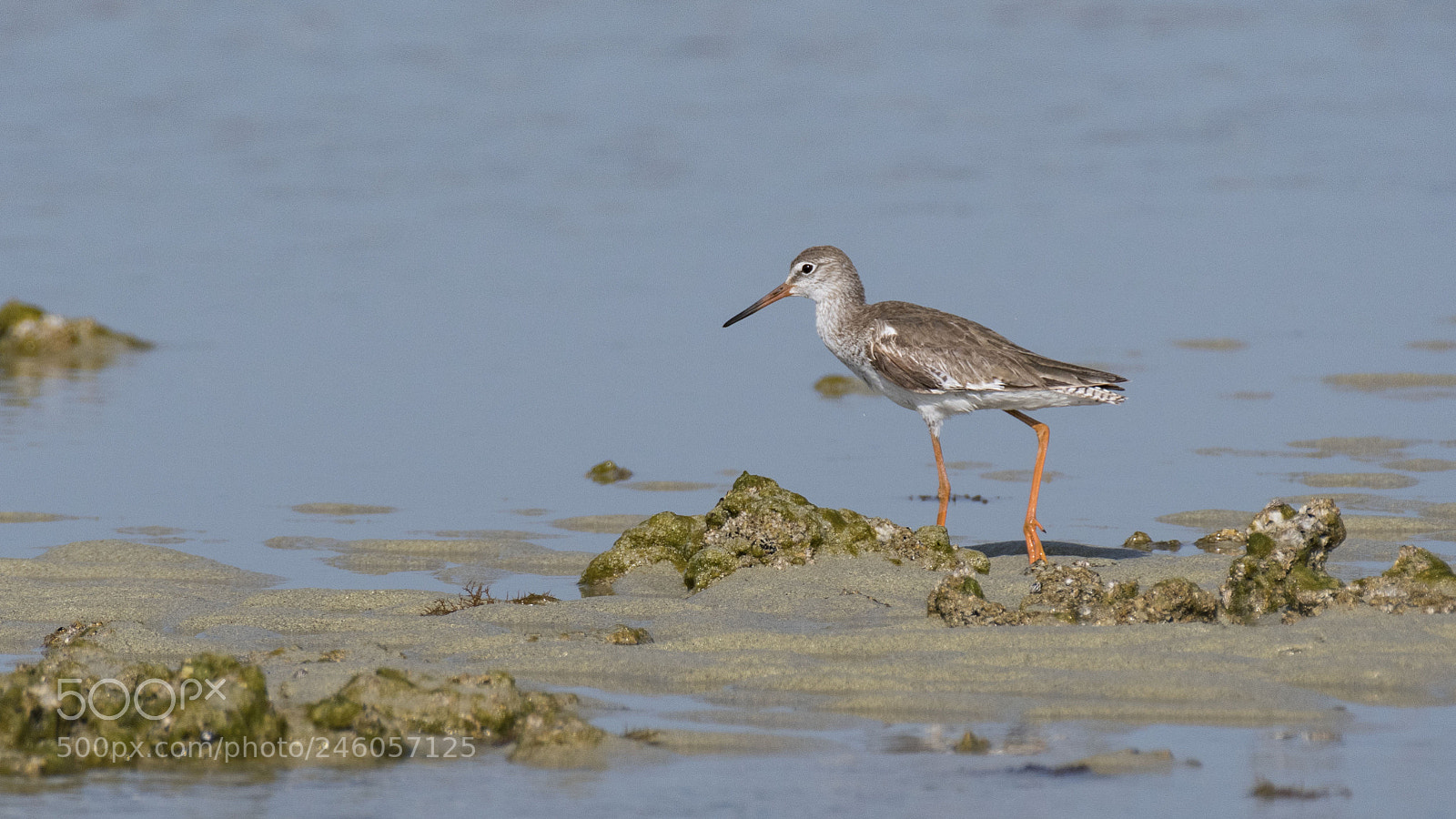 Nikon D500 sample photo. Common redshank photography