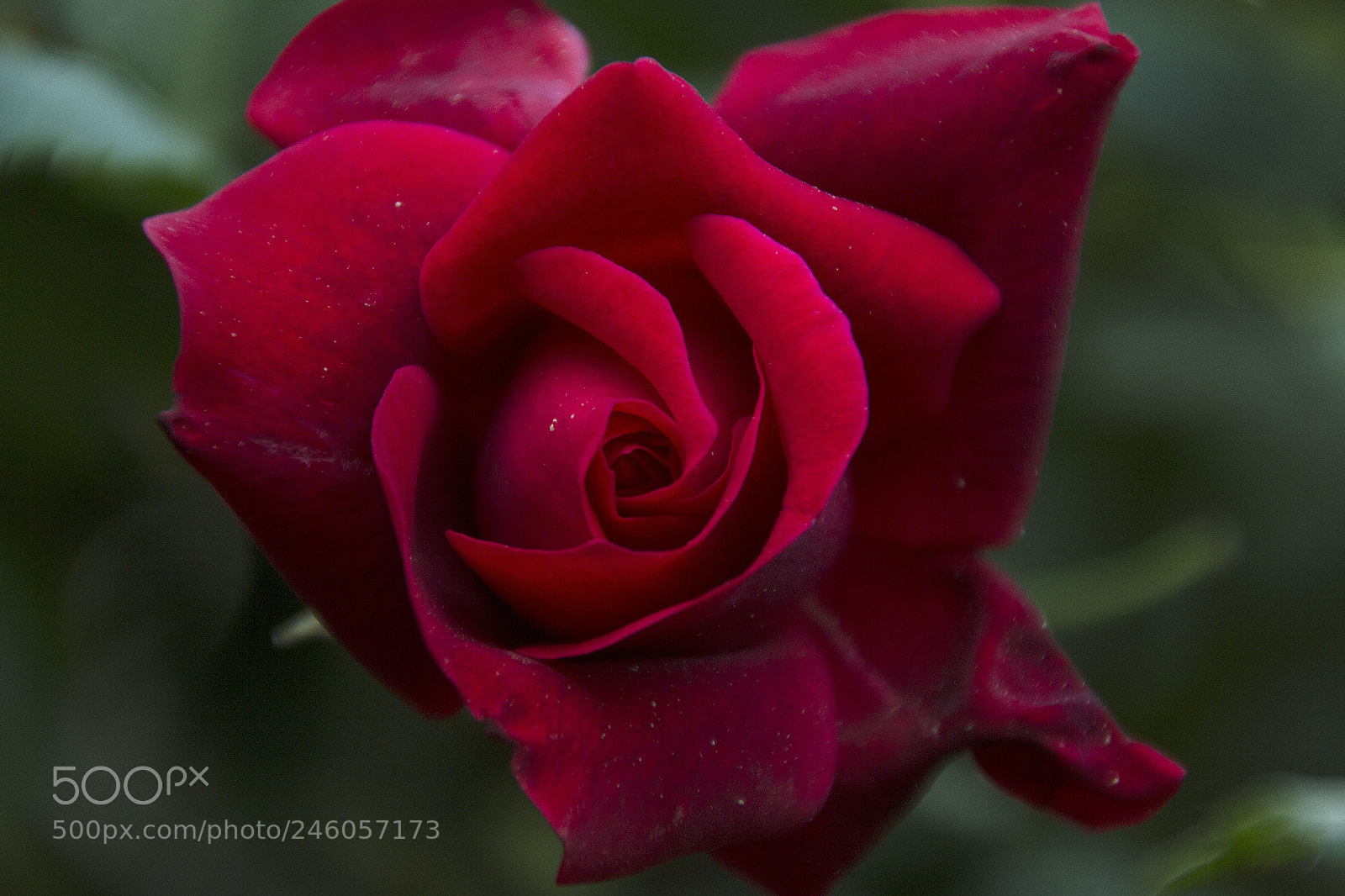 Canon EOS 550D (EOS Rebel T2i / EOS Kiss X4) sample photo. Red rose photography