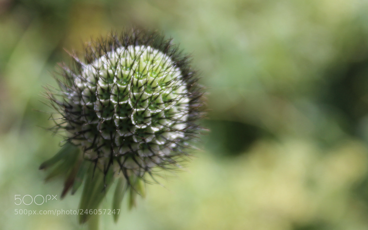 Canon EOS 600D (Rebel EOS T3i / EOS Kiss X5) sample photo. A l p photography