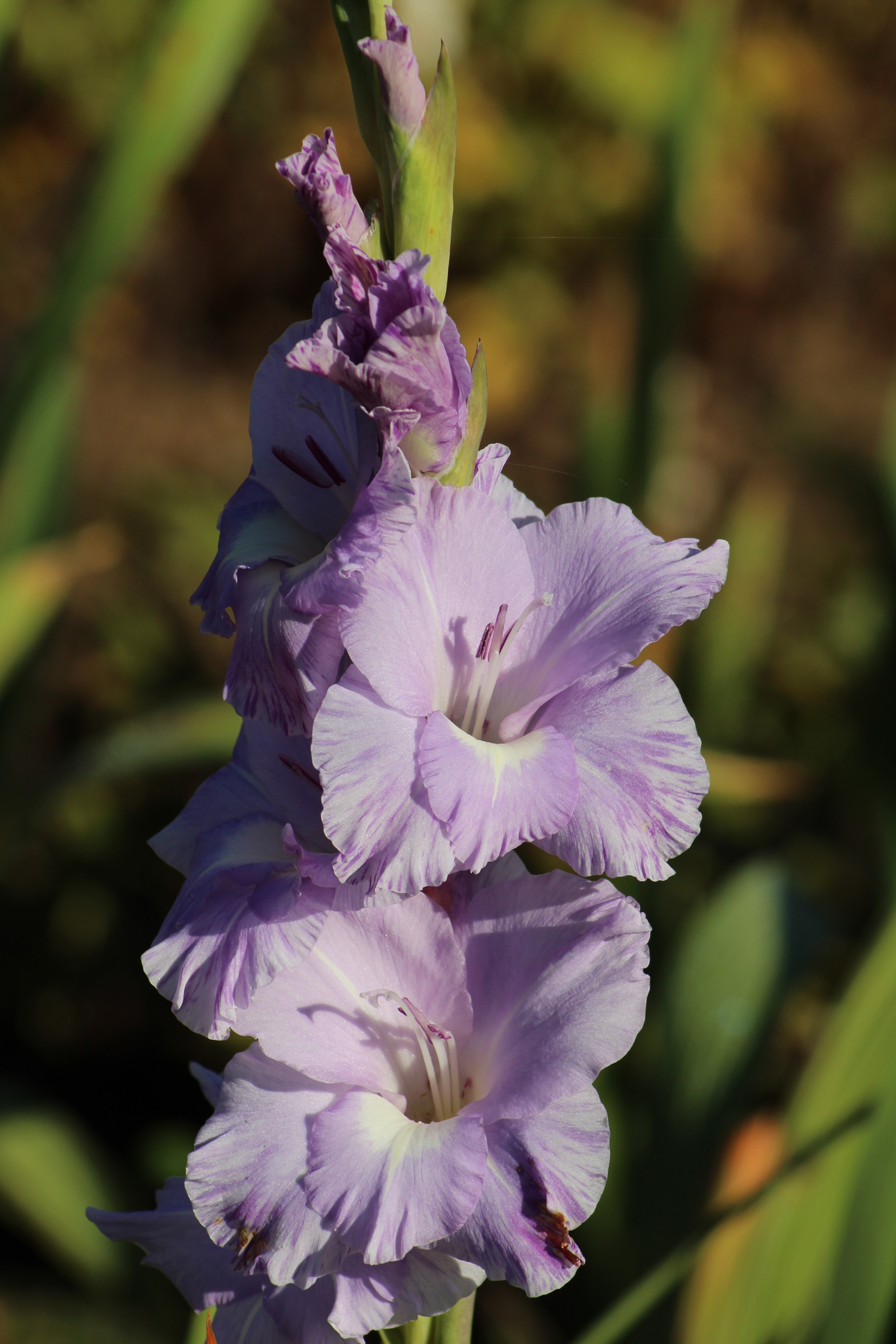 Canon EOS 1300D (EOS Rebel T6 / EOS Kiss X80) sample photo. Floral delight photography