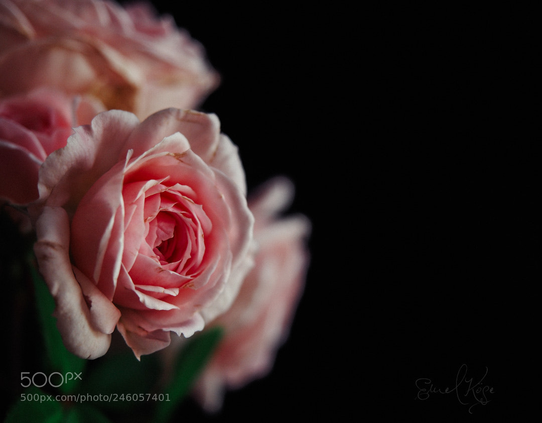 Olympus OM-D E-M5 sample photo. Gülpembe photography