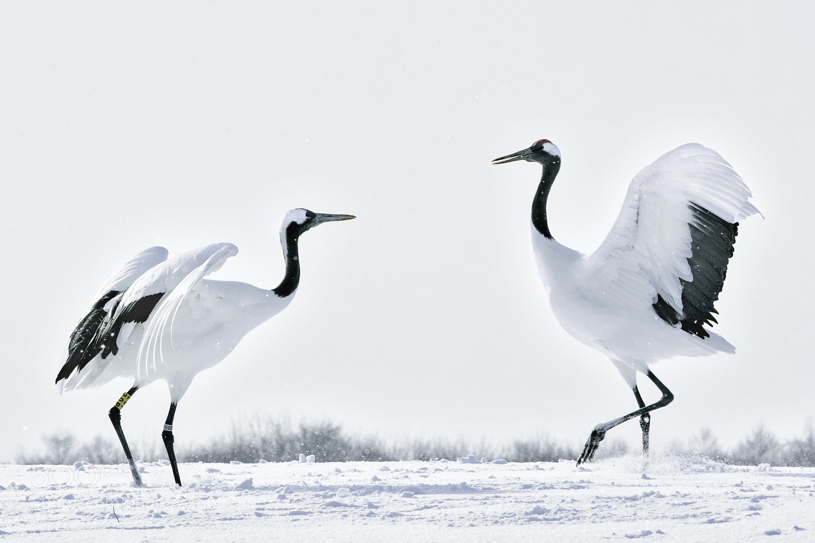 Sony a9 sample photo. 愛の舞 〜dance of love photography